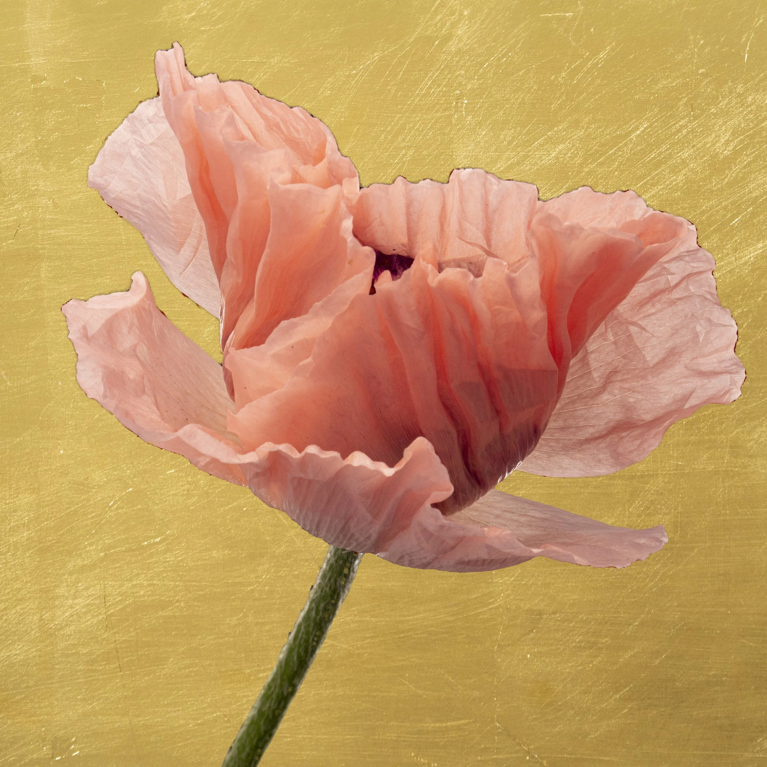Golden Pink Poppy