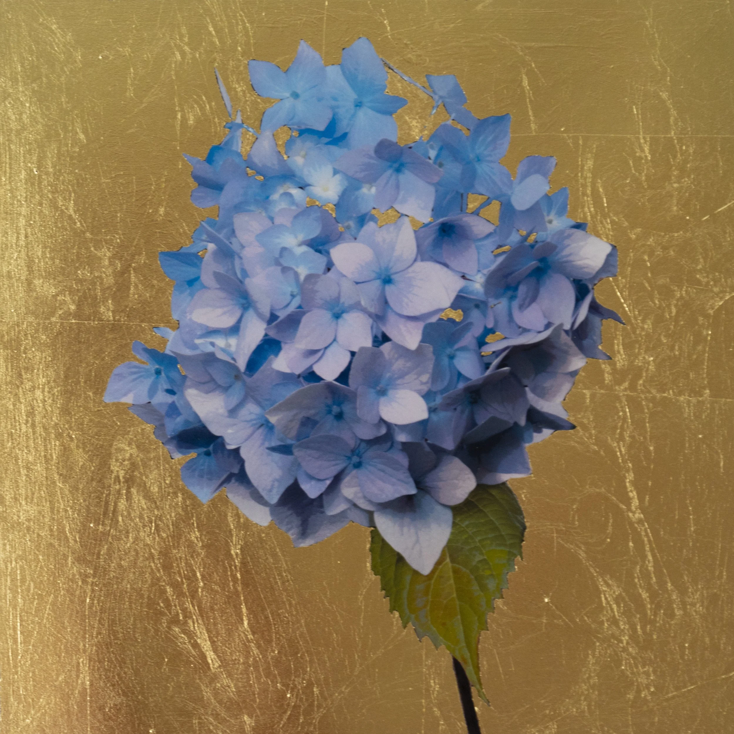 Golden Blue Hydrangea