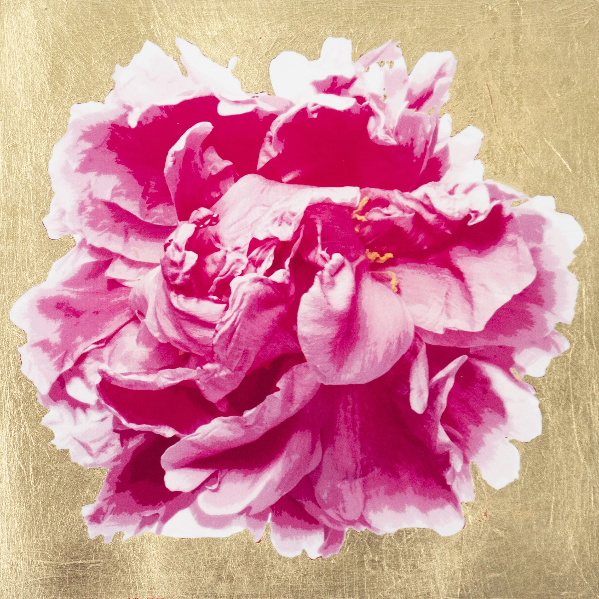 Golden Pink Peony