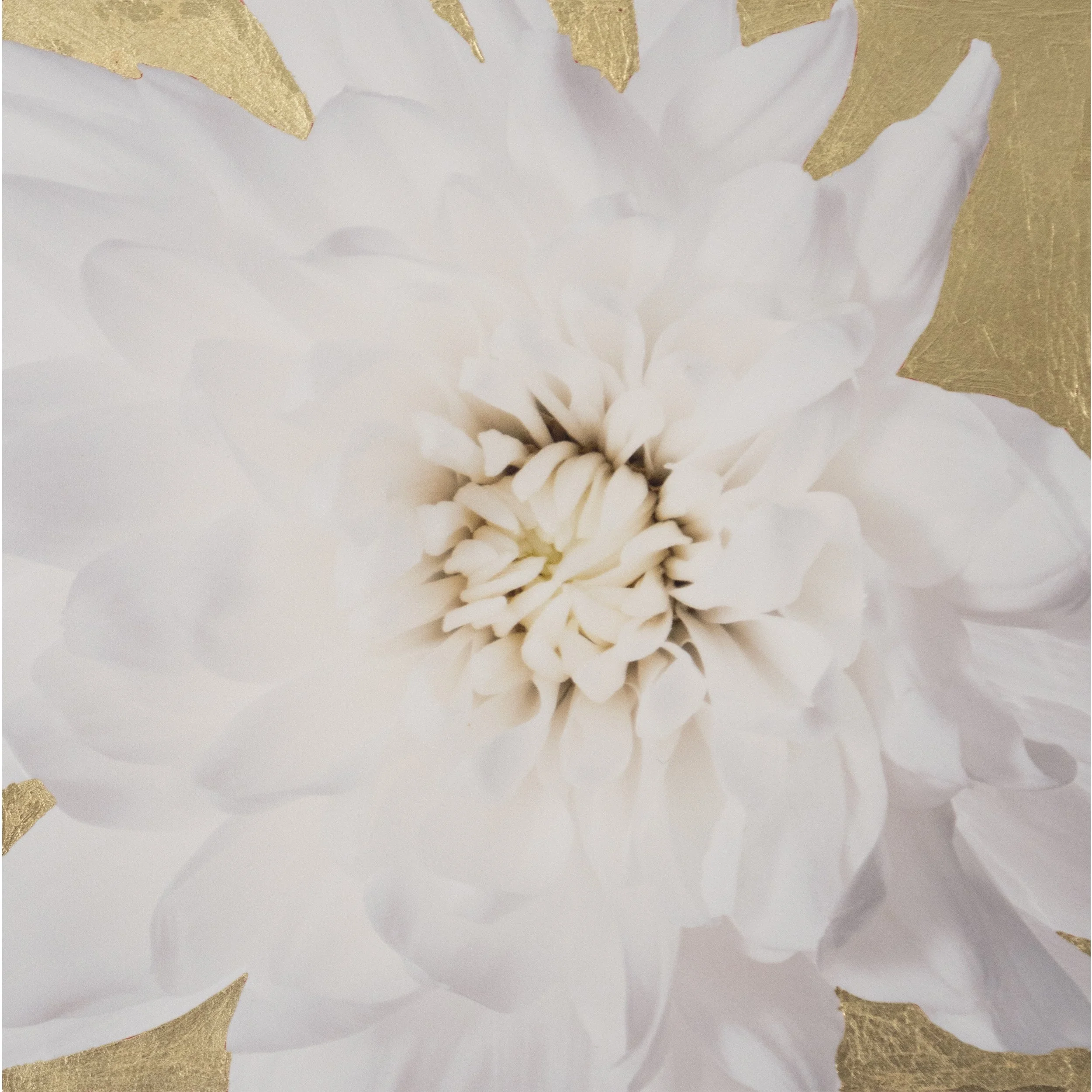 Golden Chrysanthemum