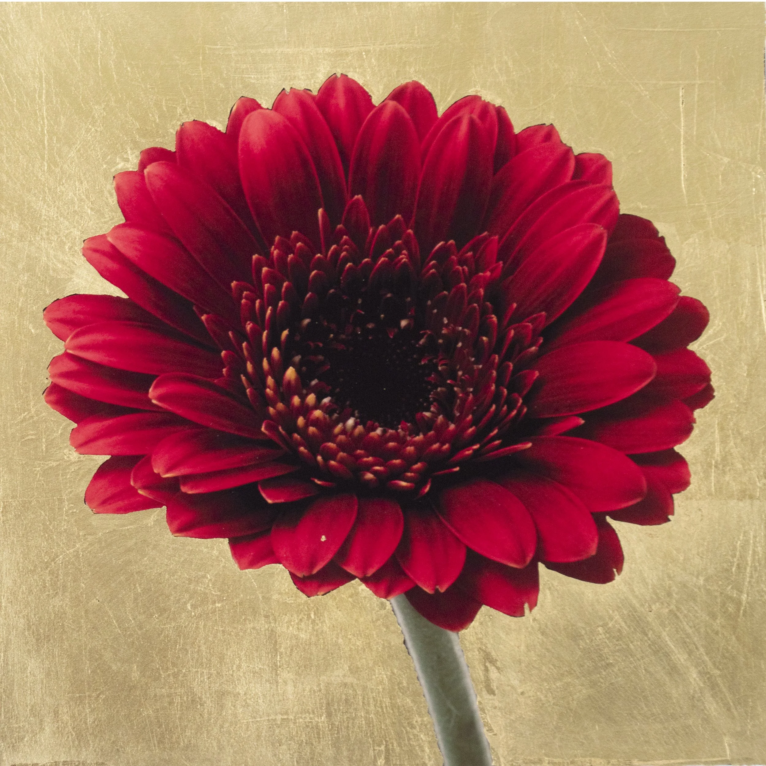 Golden Red Gerbera