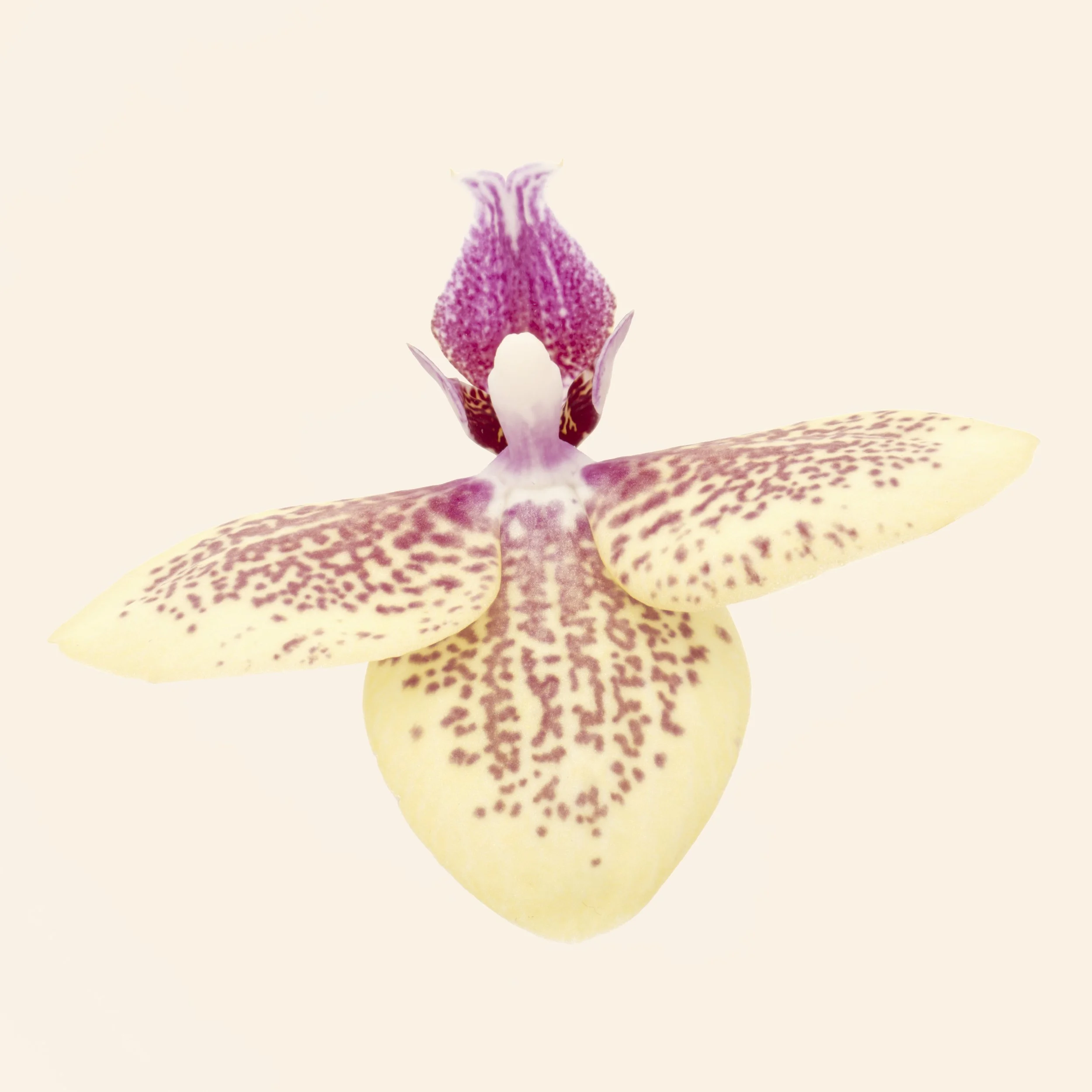Penelope