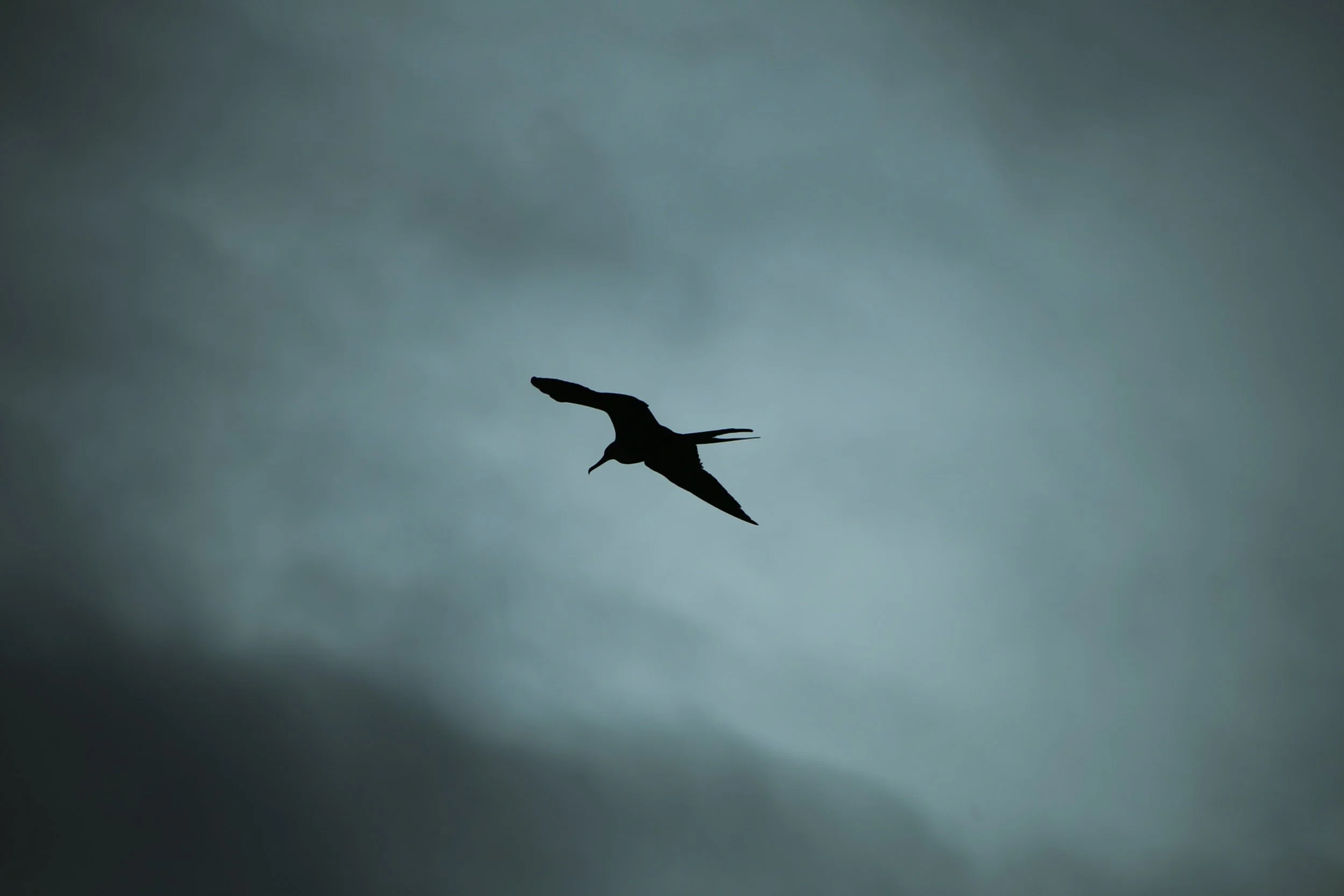 Frigatebird.jpg