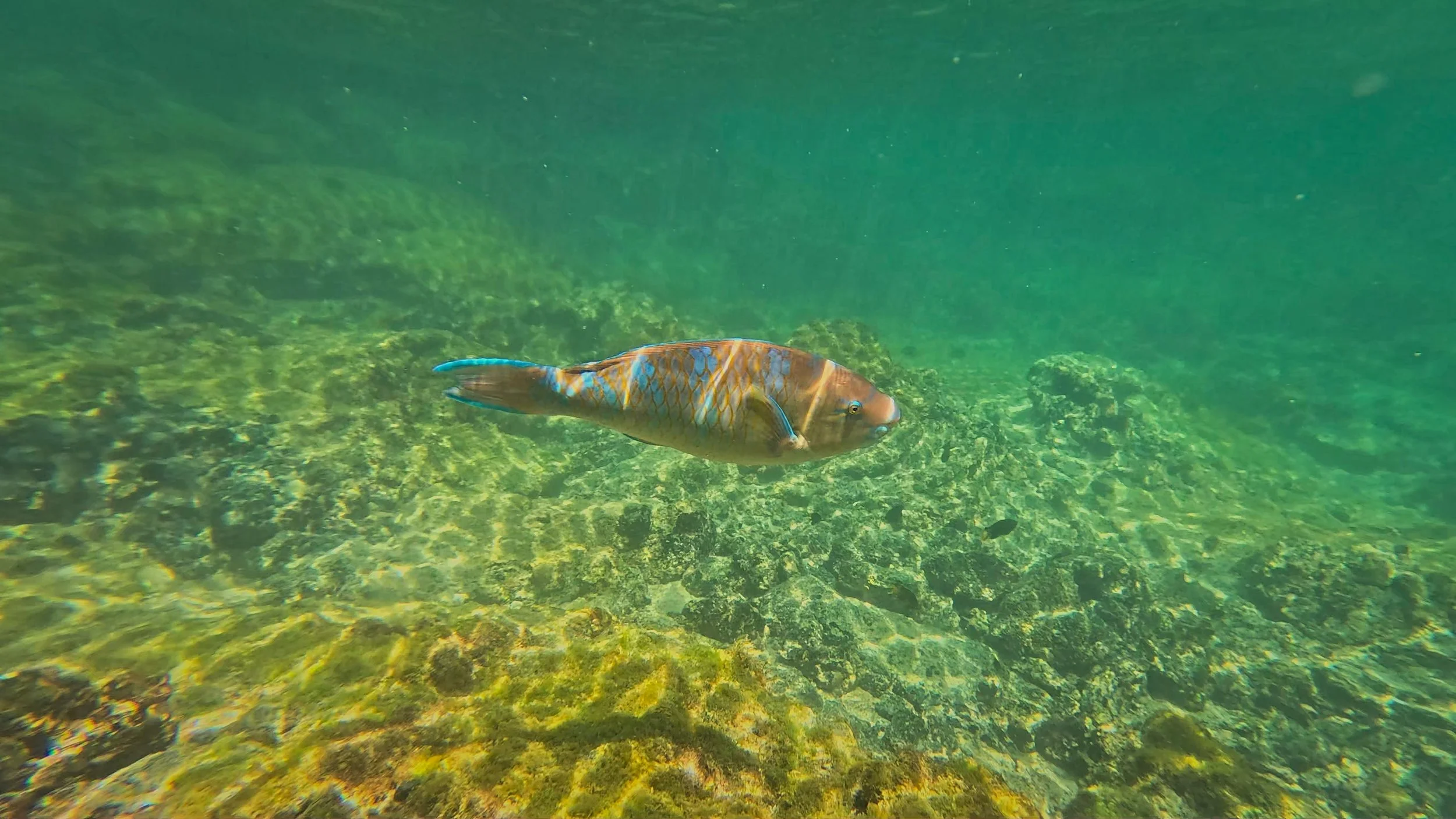 Orange Parrotfish.jpg