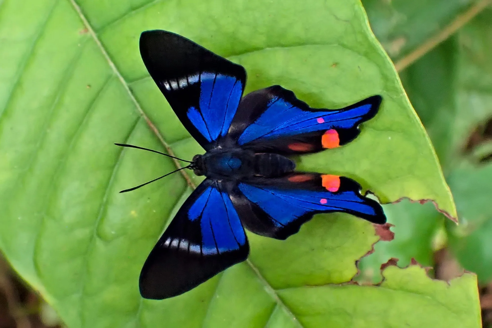 Periander Metalmark.jpg