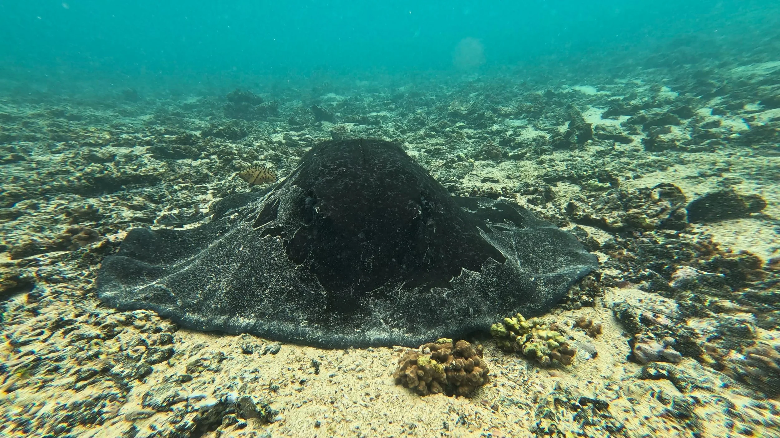 Marble Stingray.jpg