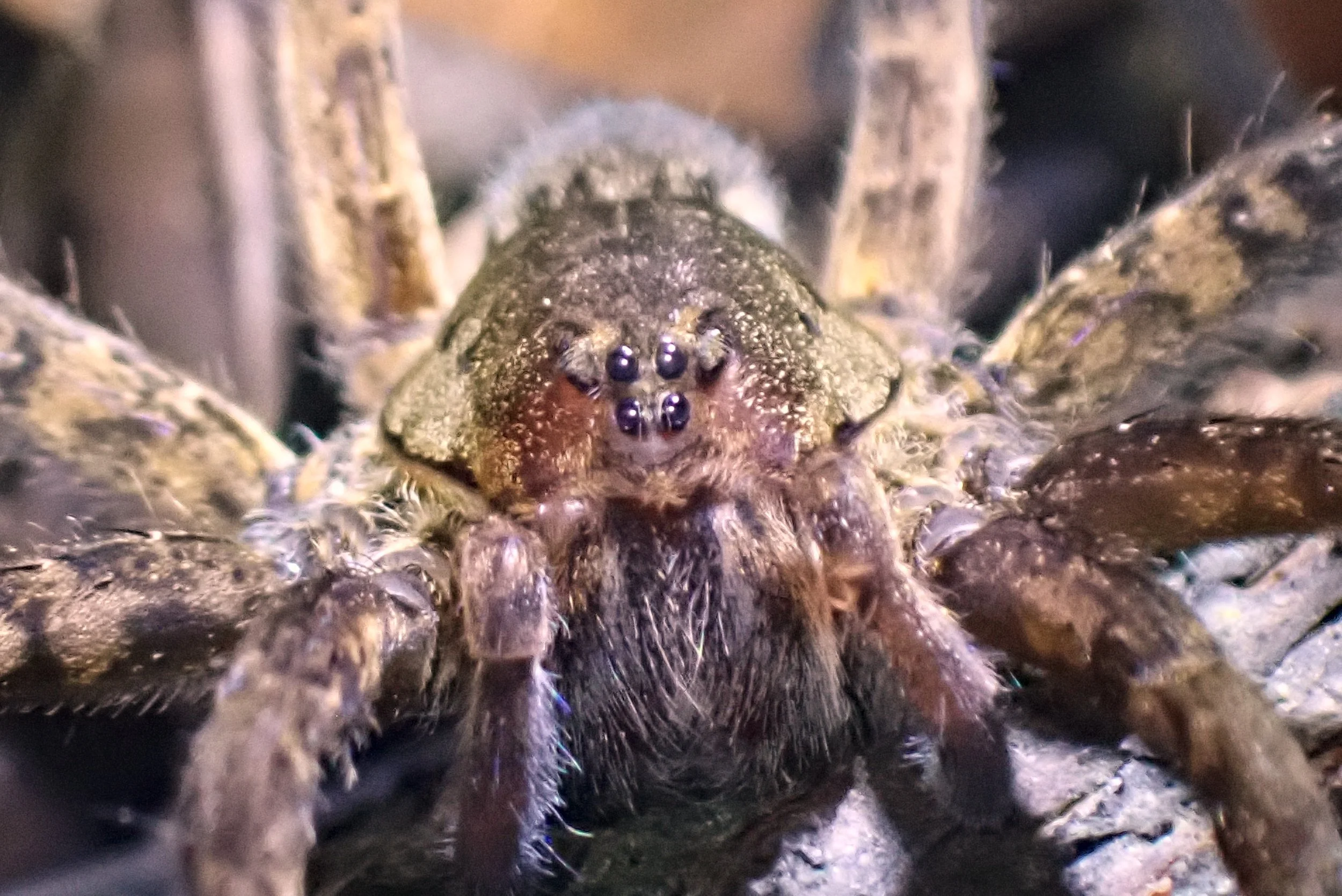 Wolf Spider Face Detail.jpg