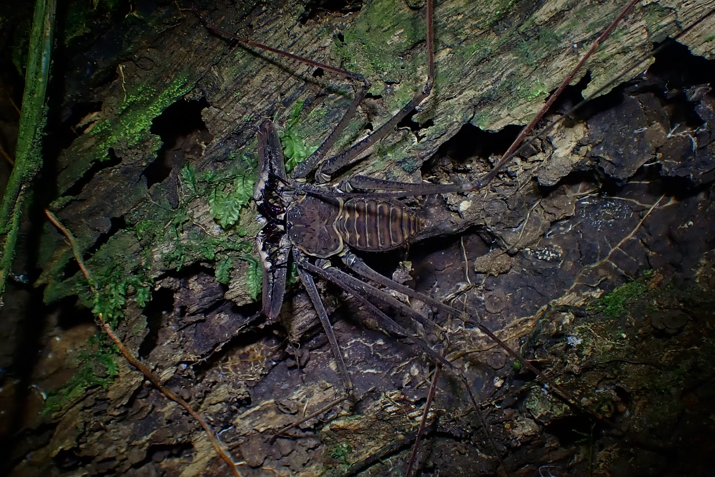 Whip Spider.jpg