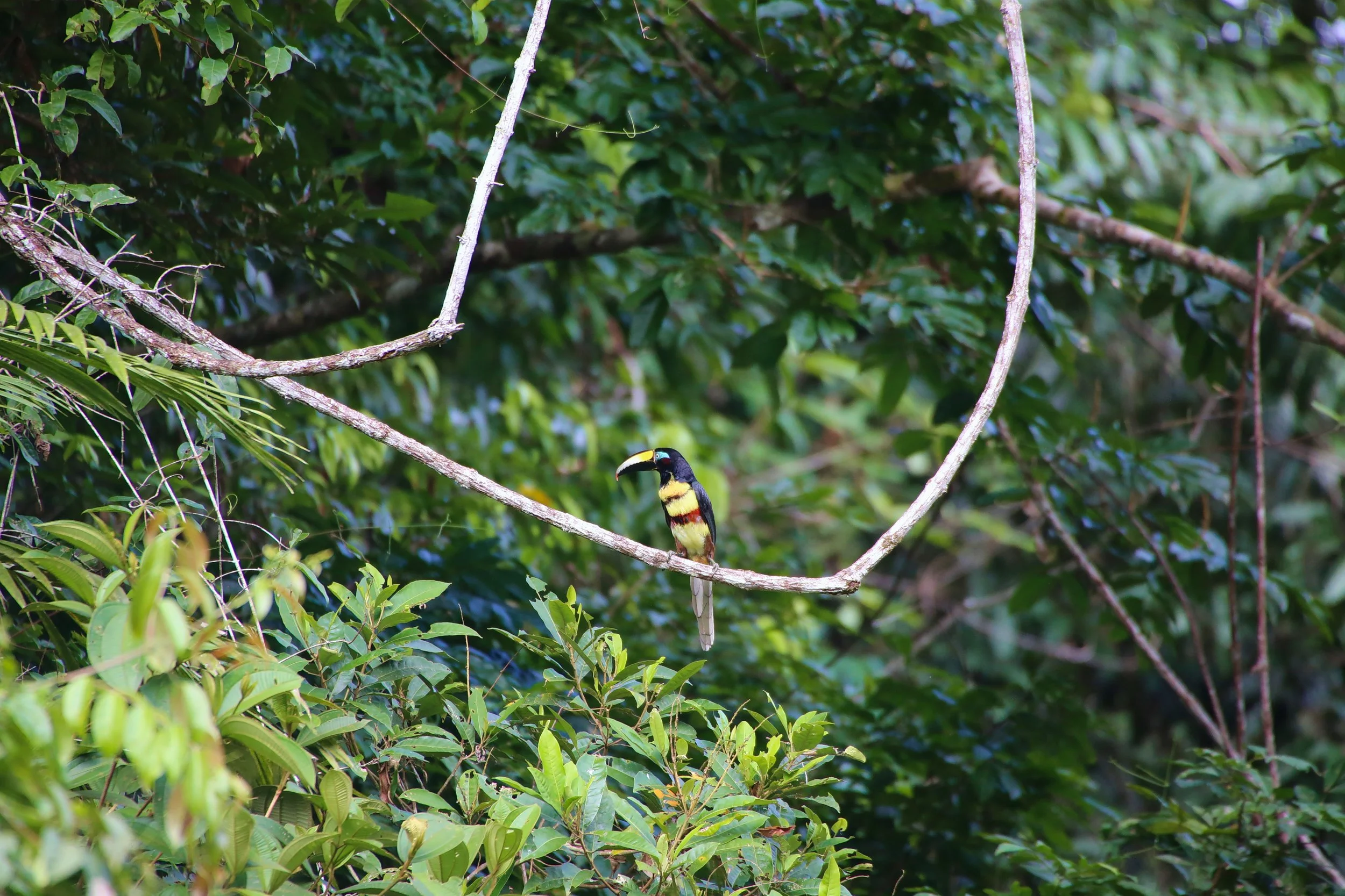 Cuyabeno Reserve, Ecuador