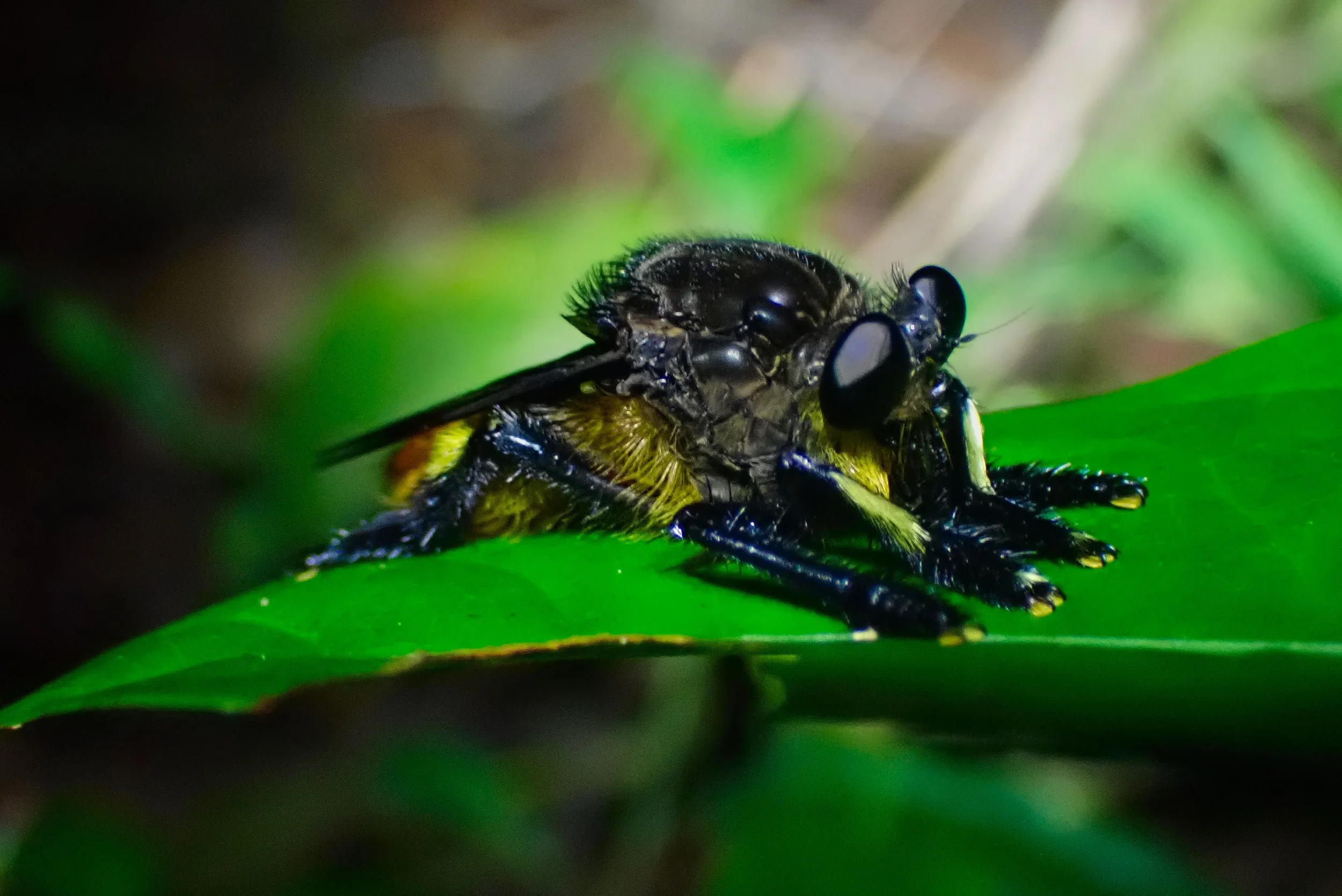 Solitary Bee.jpg