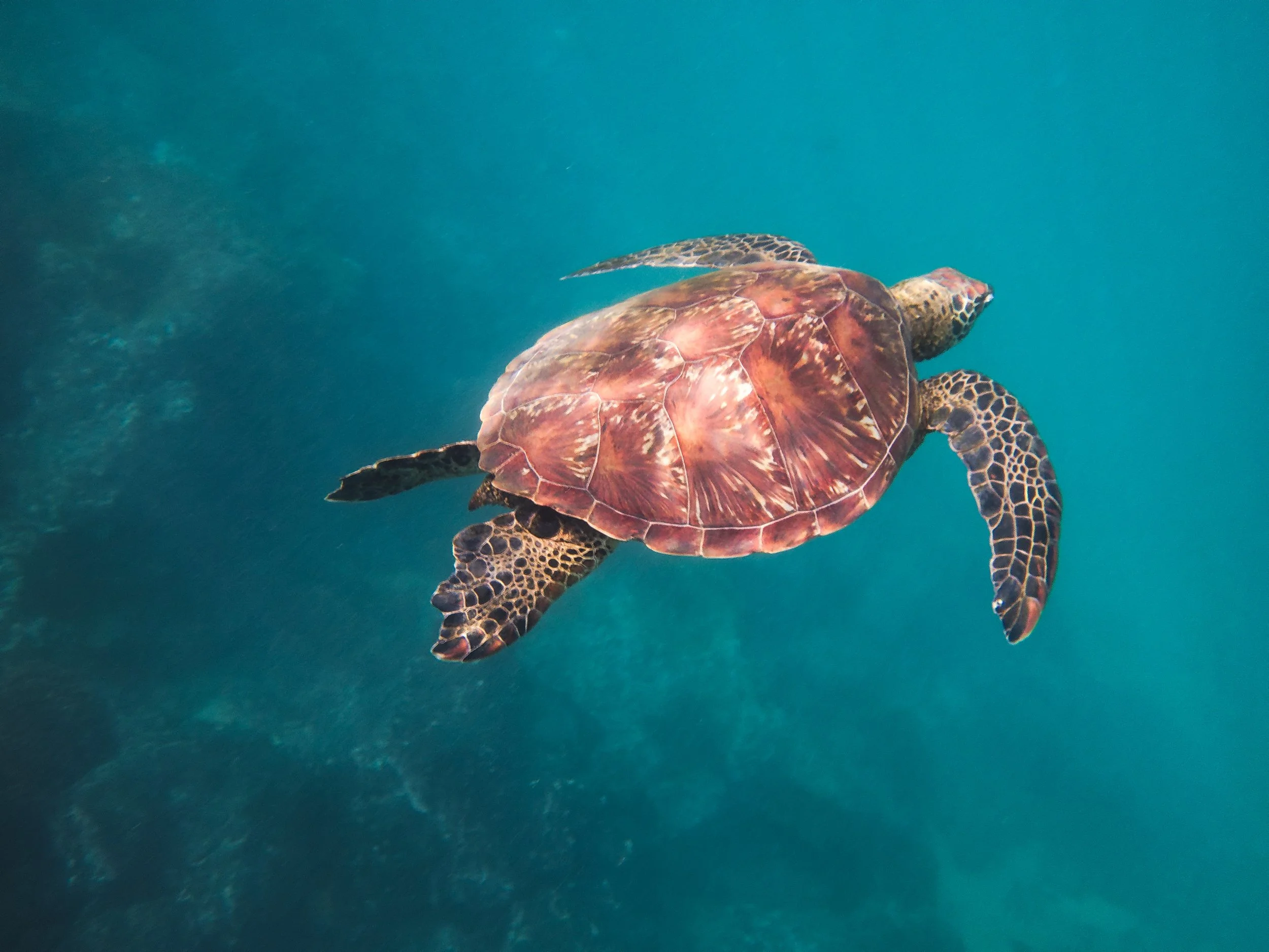 Swimming Turtle.jpg
