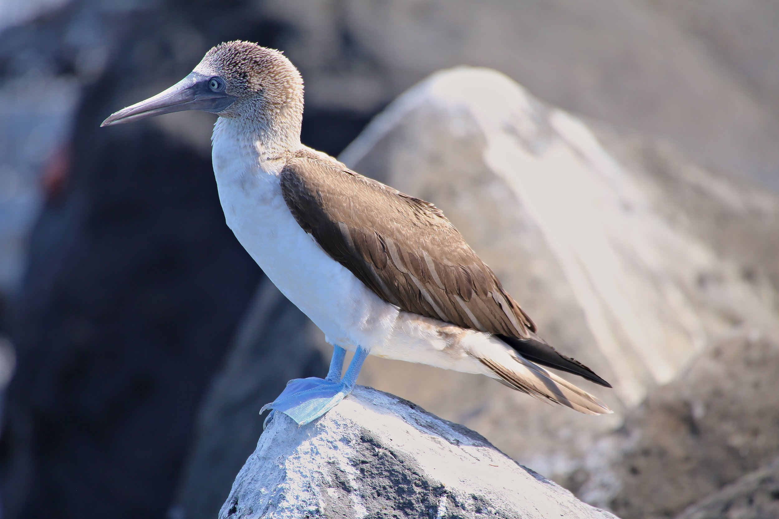 Blue Footed Booby.jpg