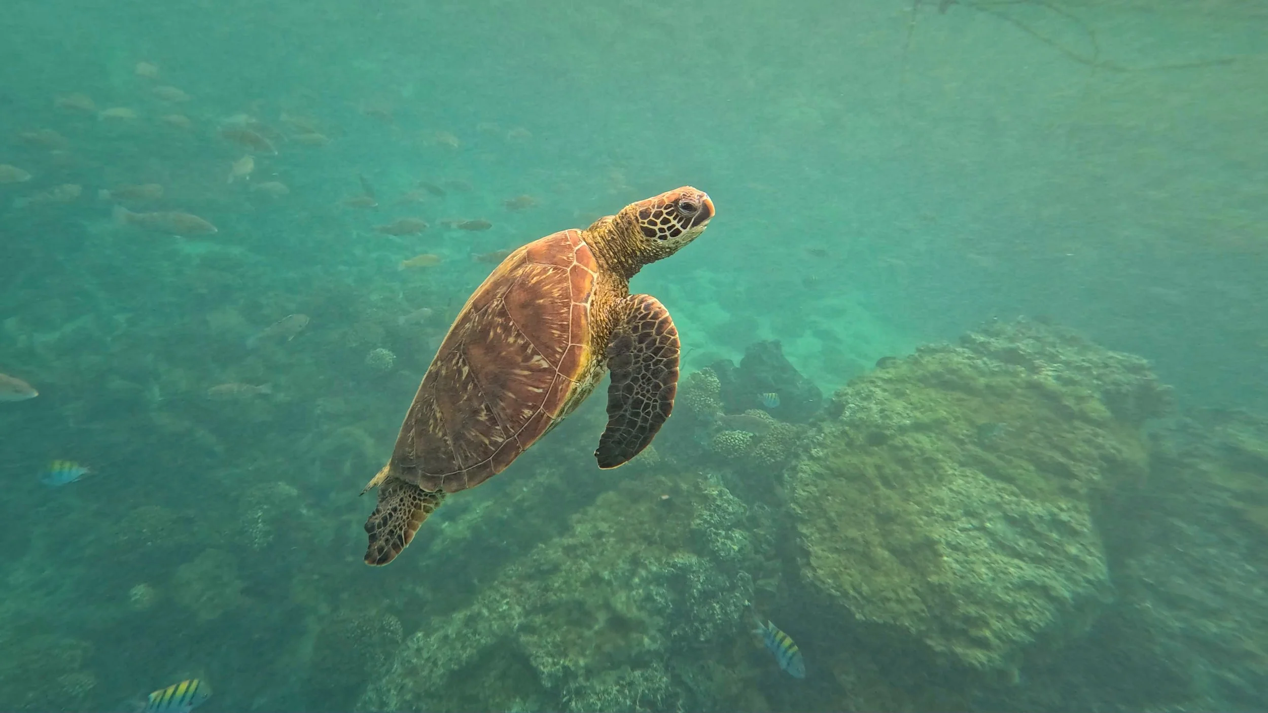 Juvenile Turtle.jpg