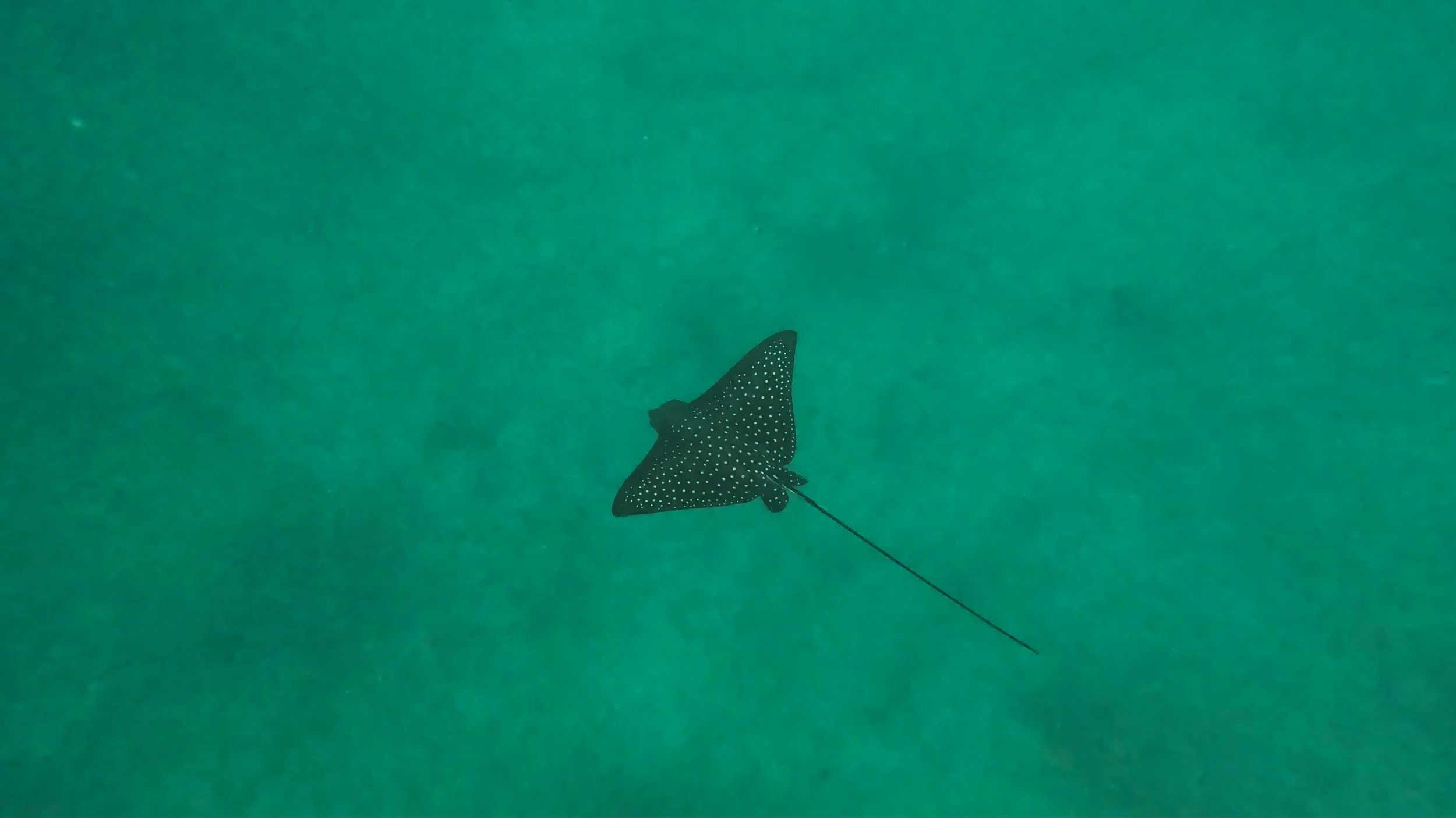 Eagle Ray.jpg