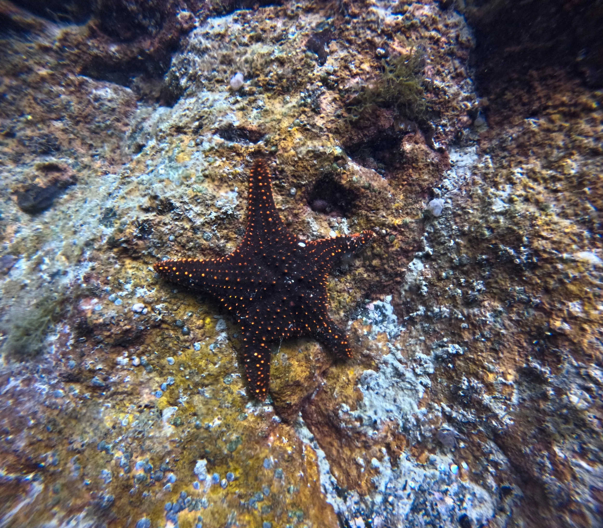 FAT Cushion Star.jpg