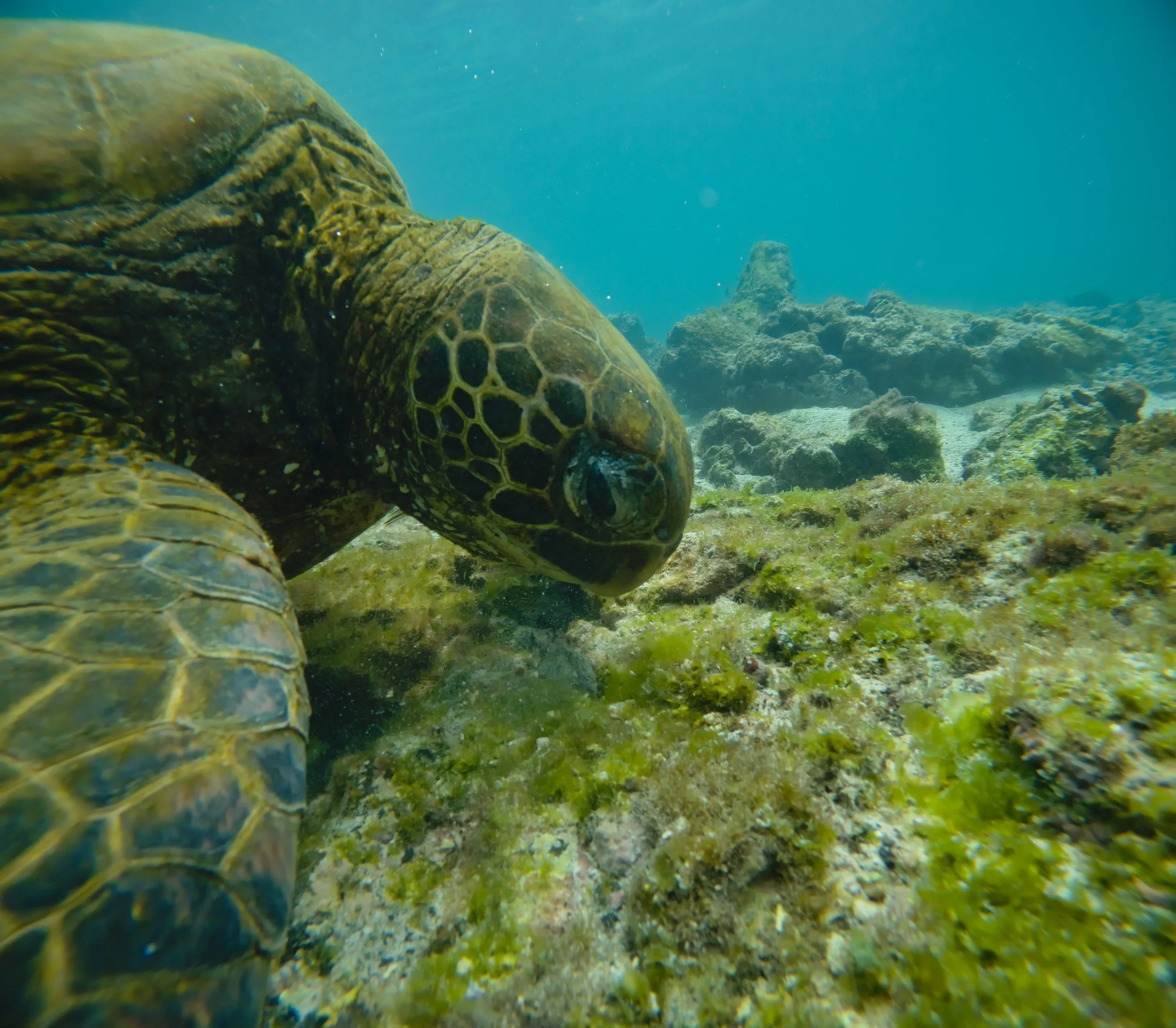 Feeding Turtle.jpg