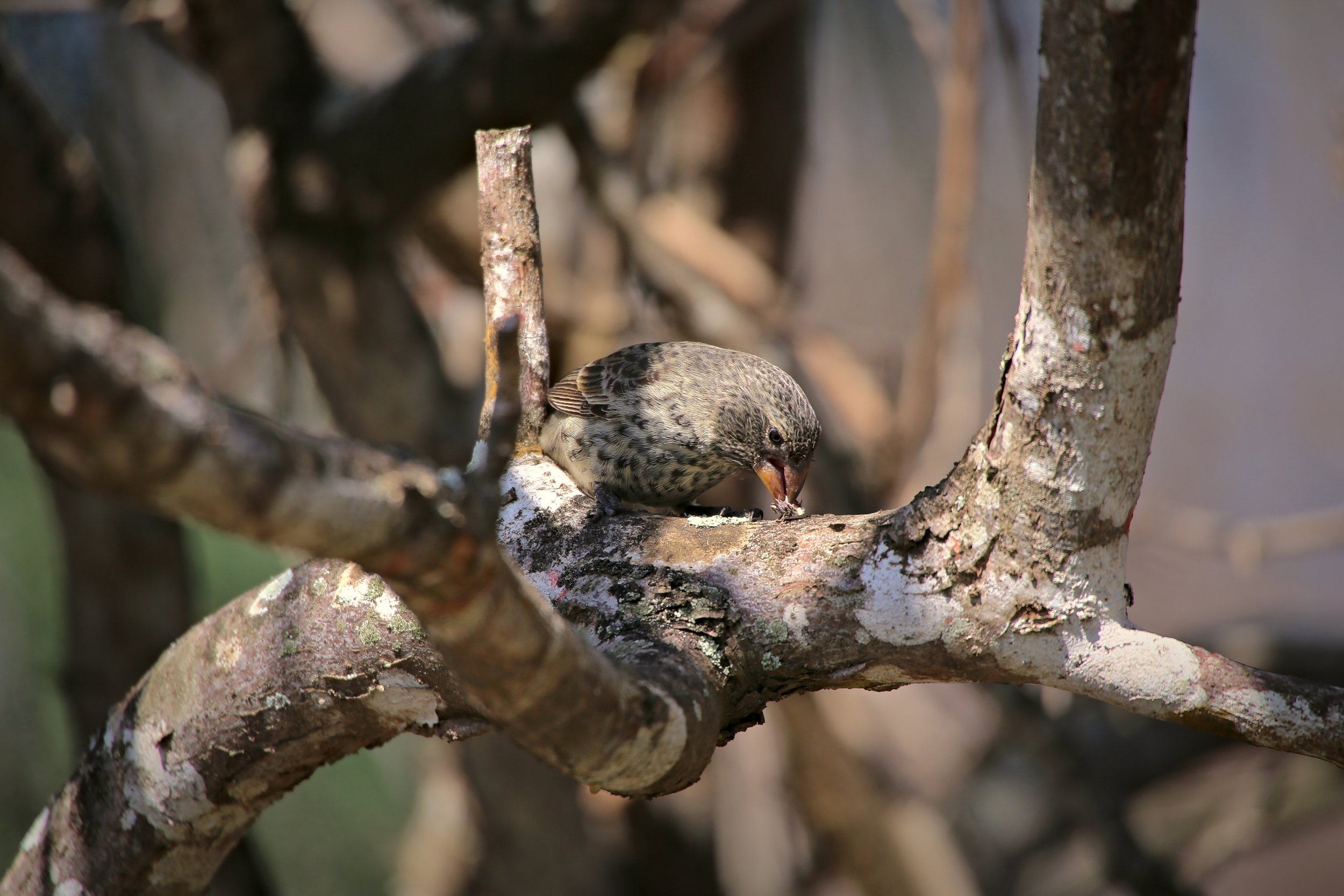 San Cristobal Finch.jpg