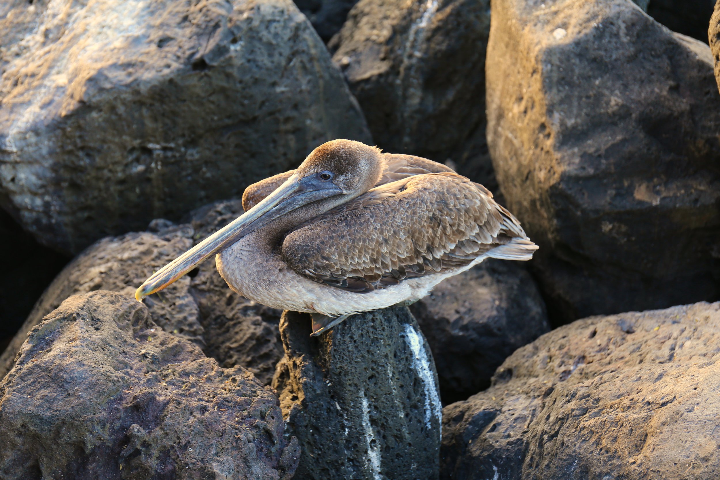 Big Fat Pelican.jpg