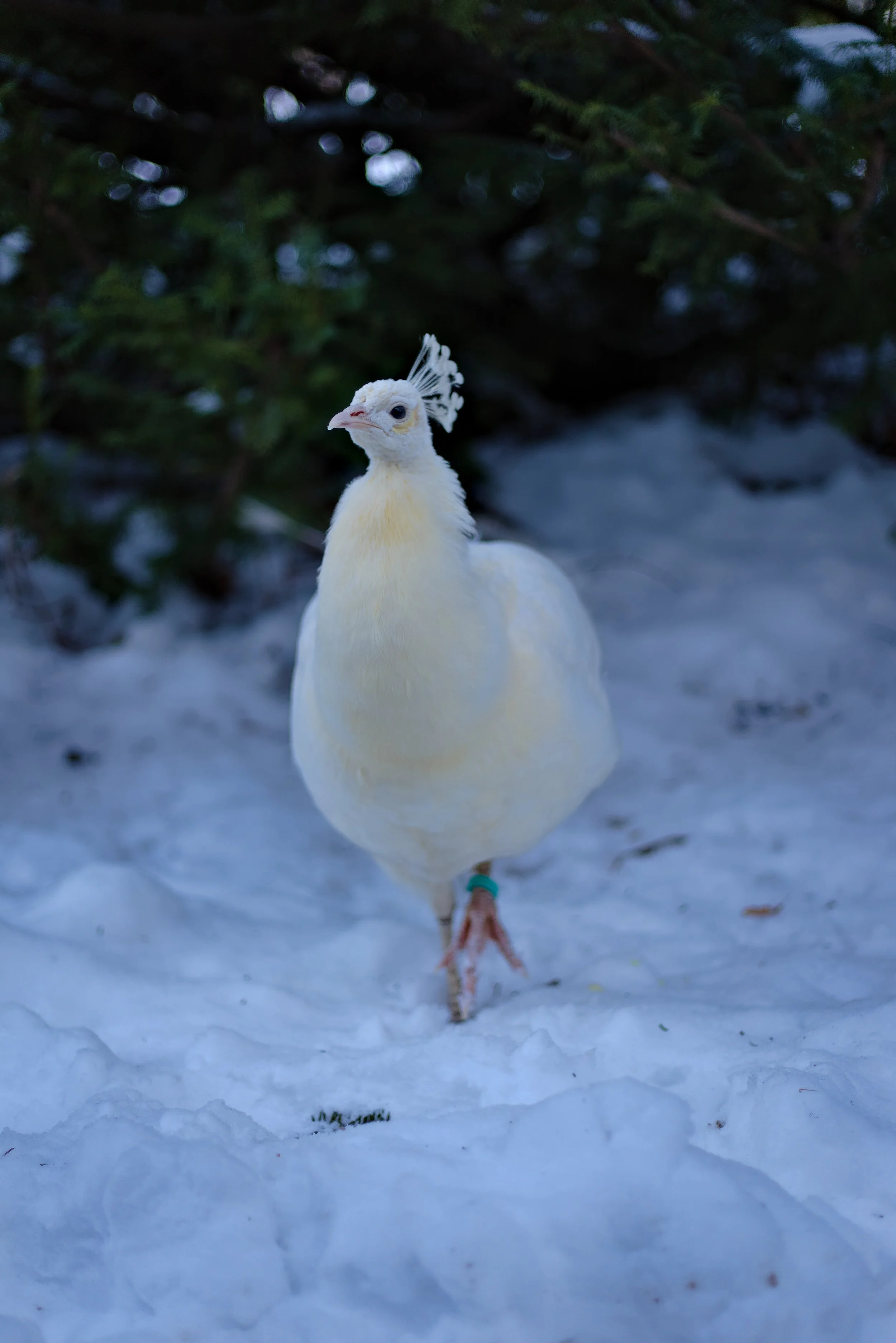 P-Prancing Peacock.jpg
