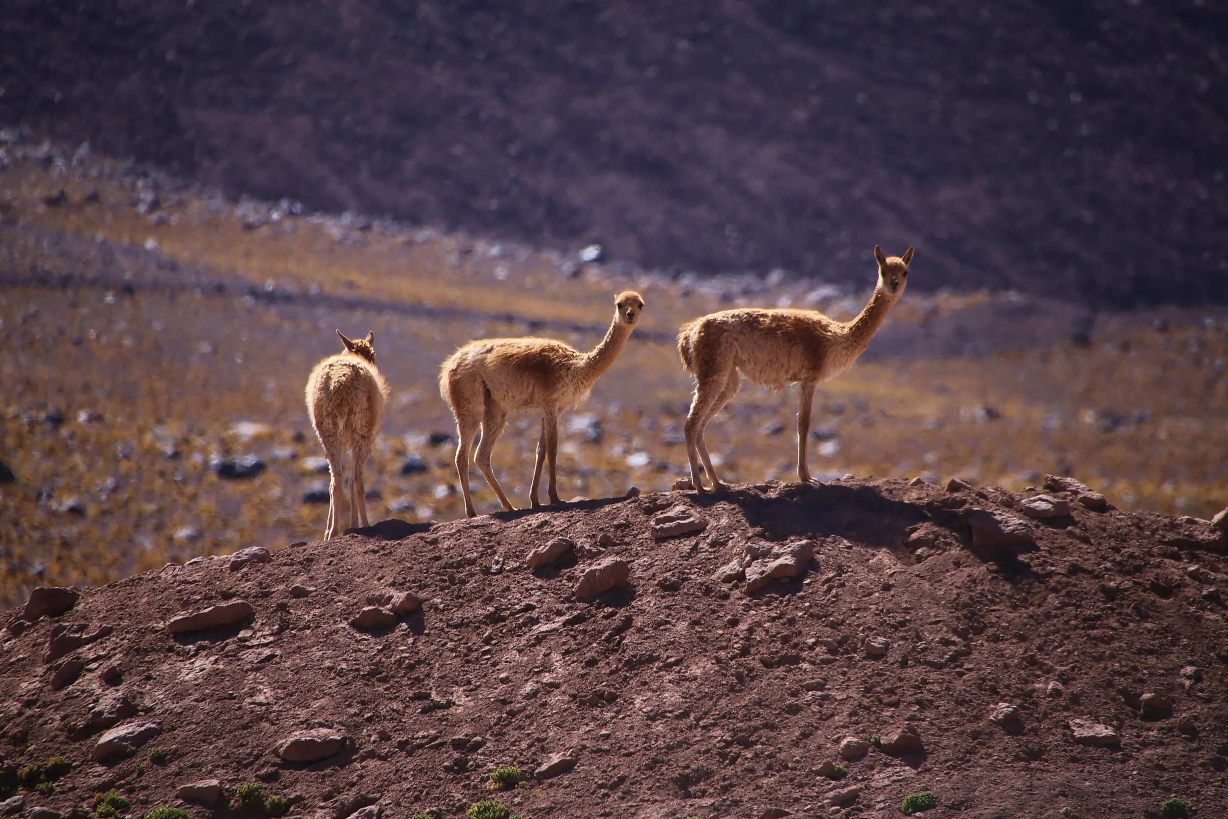 Vicunas.jpg