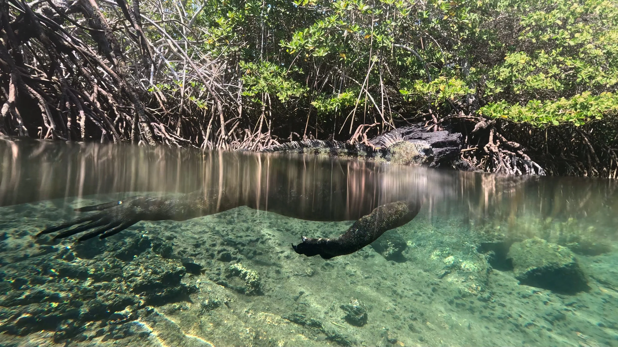 Iguana Waterline.jpg