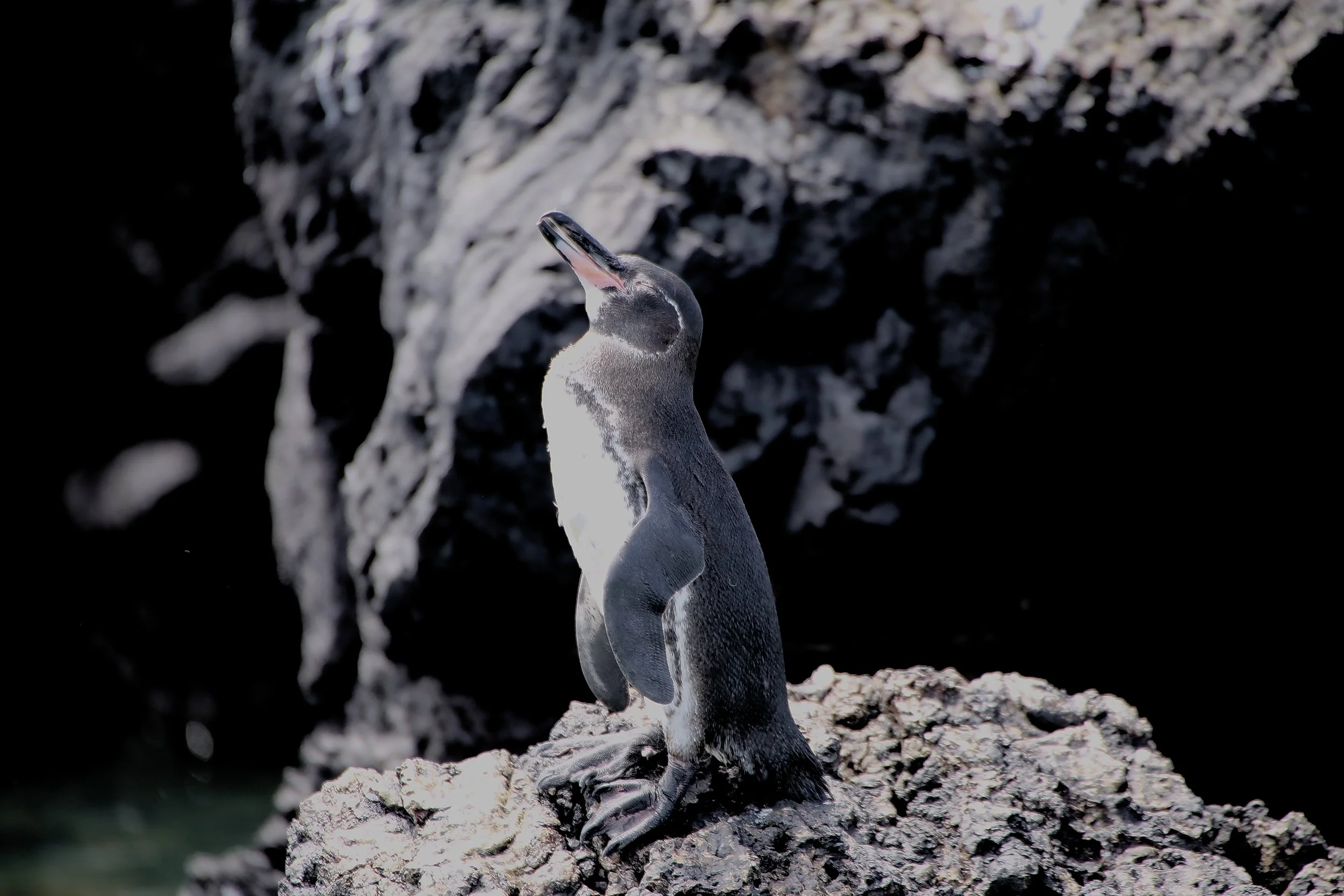 Penguin Basking.jpg