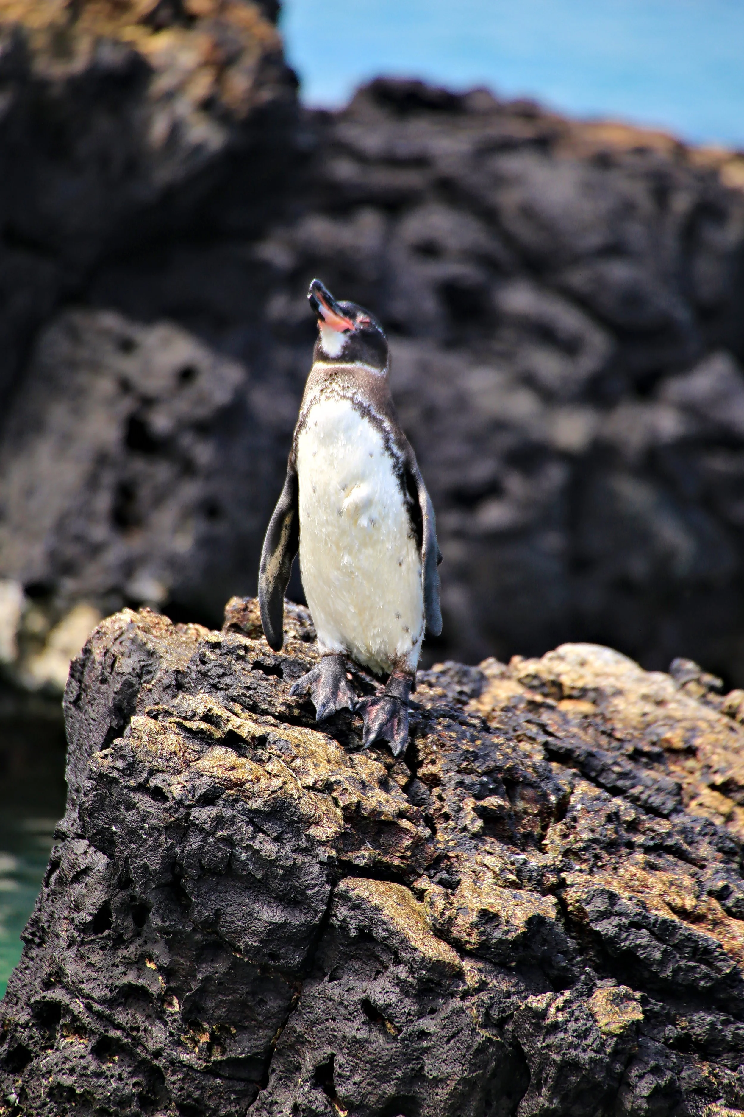 Penguin.jpg