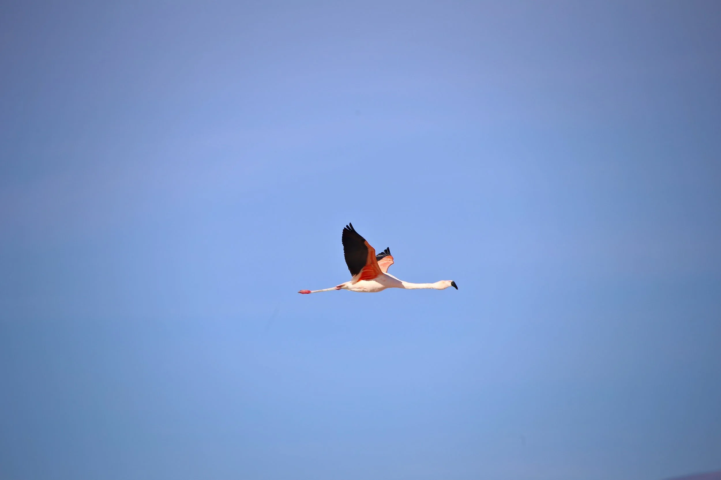 Flamingo in flight.jpg