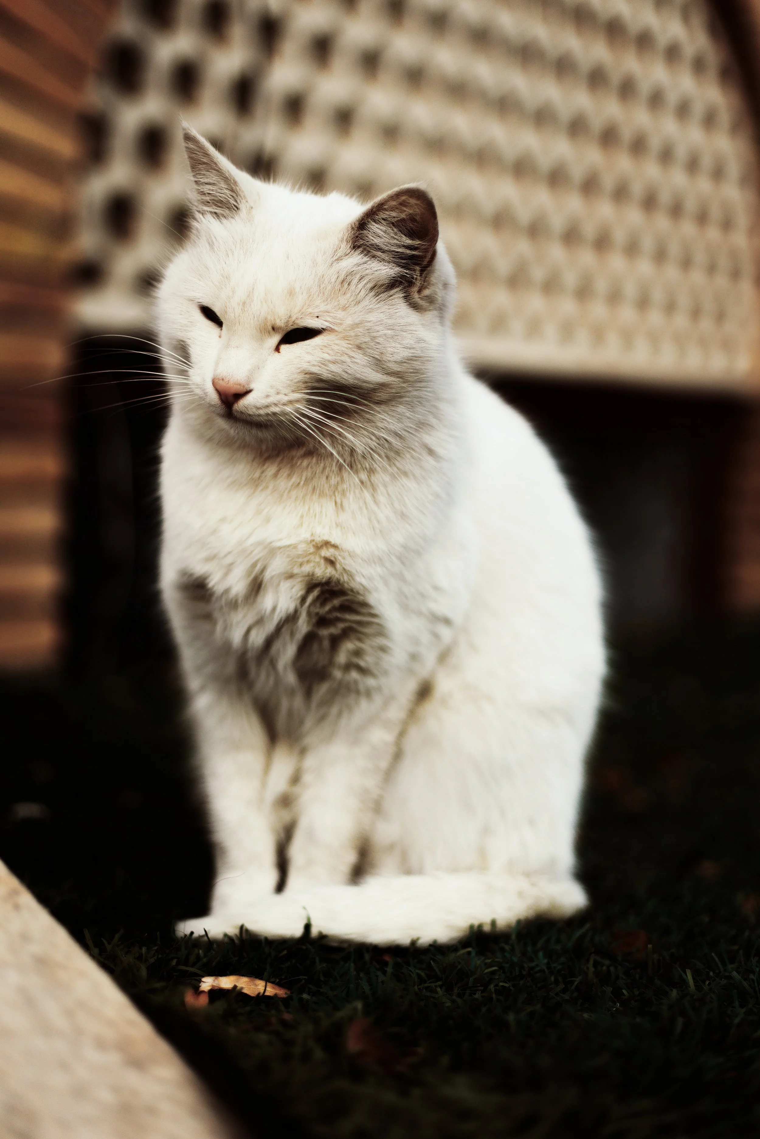 Bukhara White Cat.jpg