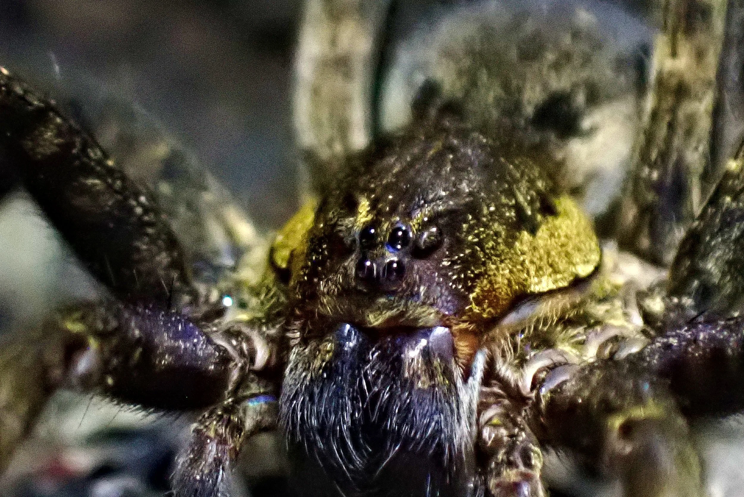 Wolf Spider eyes.jpg