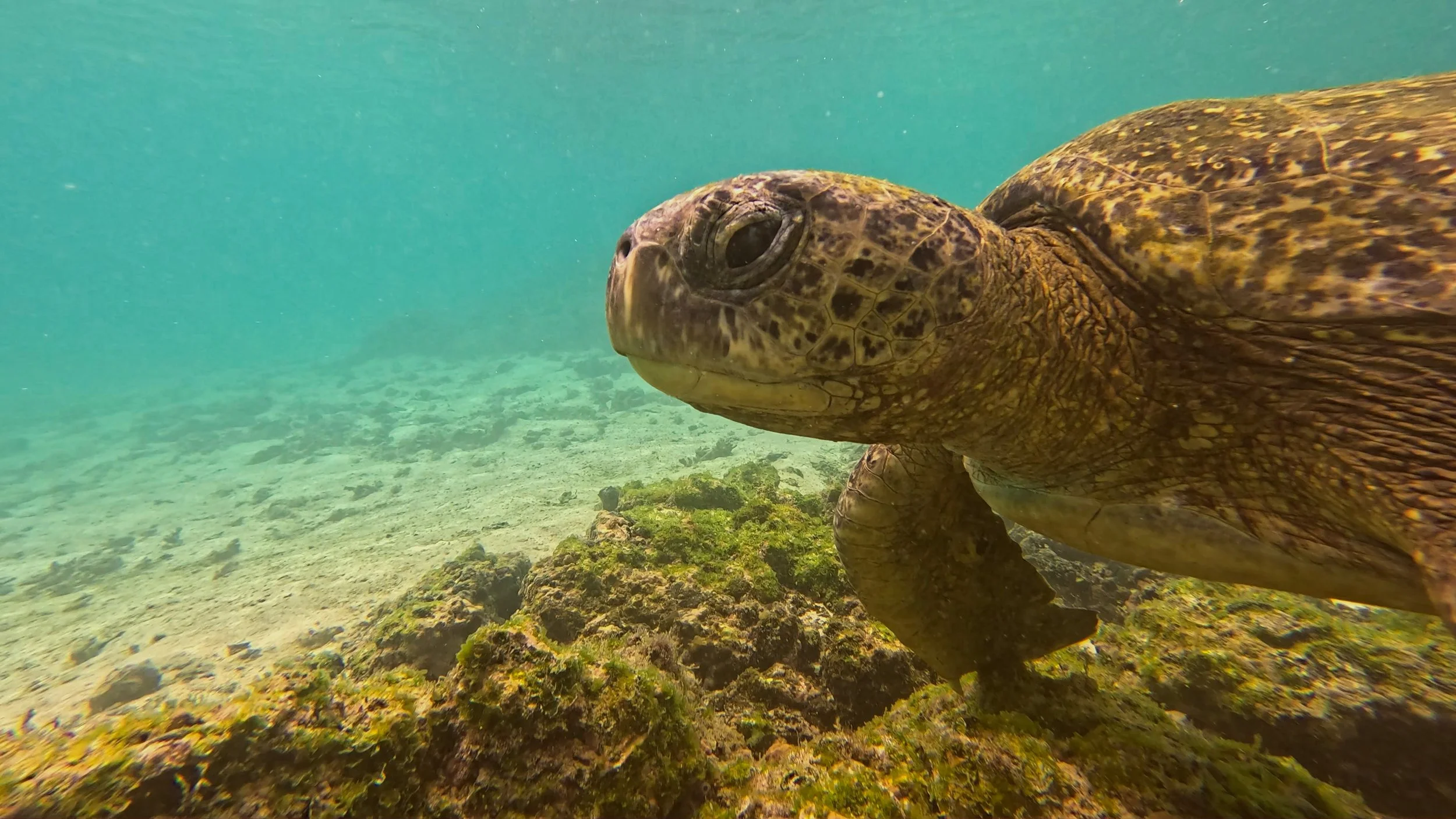 Turtle Head Detail.jpg