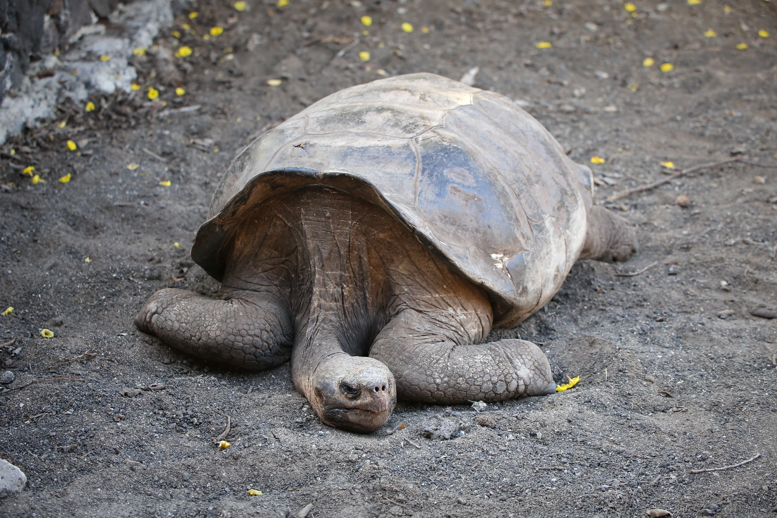 Tortoise.jpg