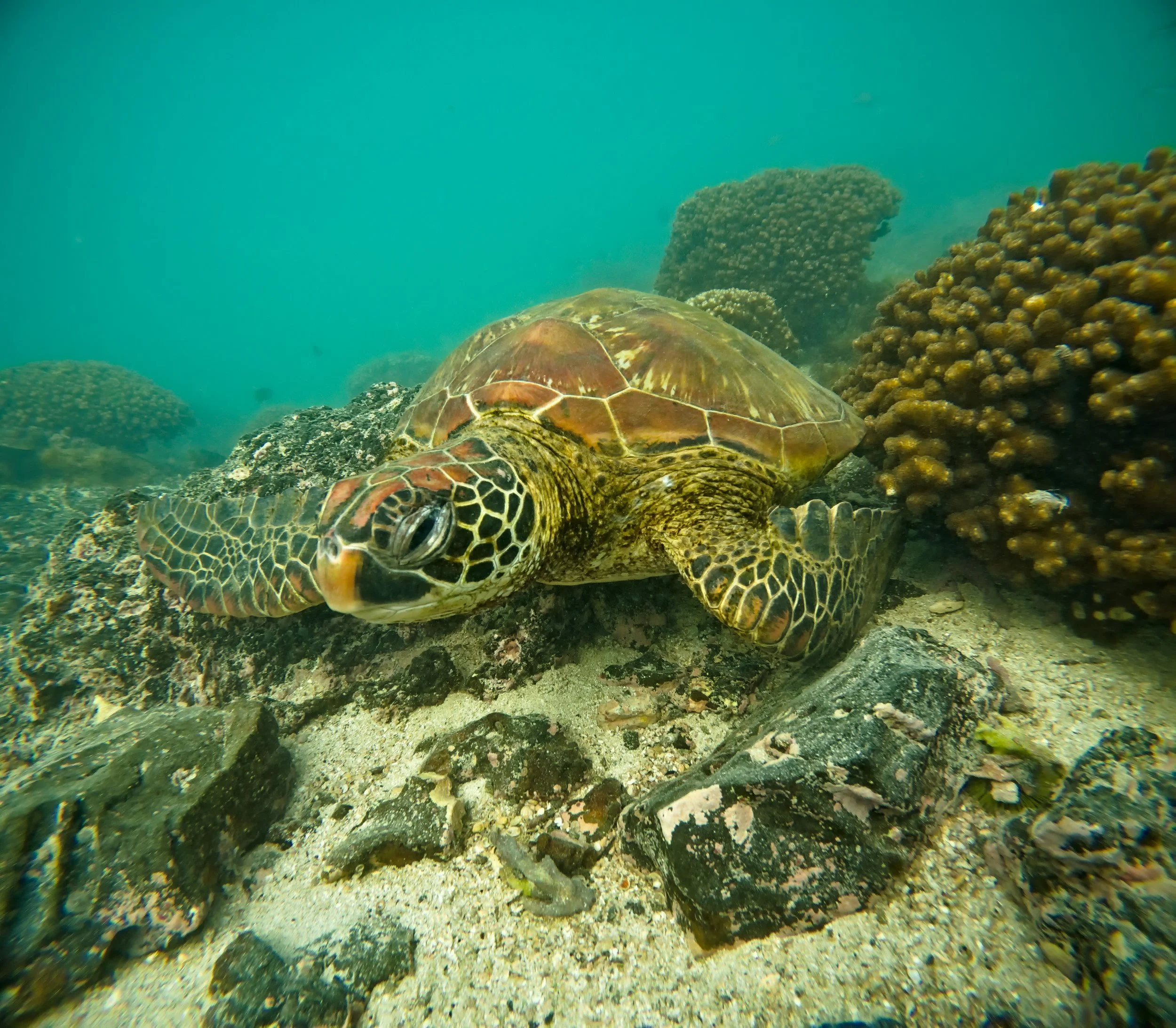 Resting Turtle.jpg