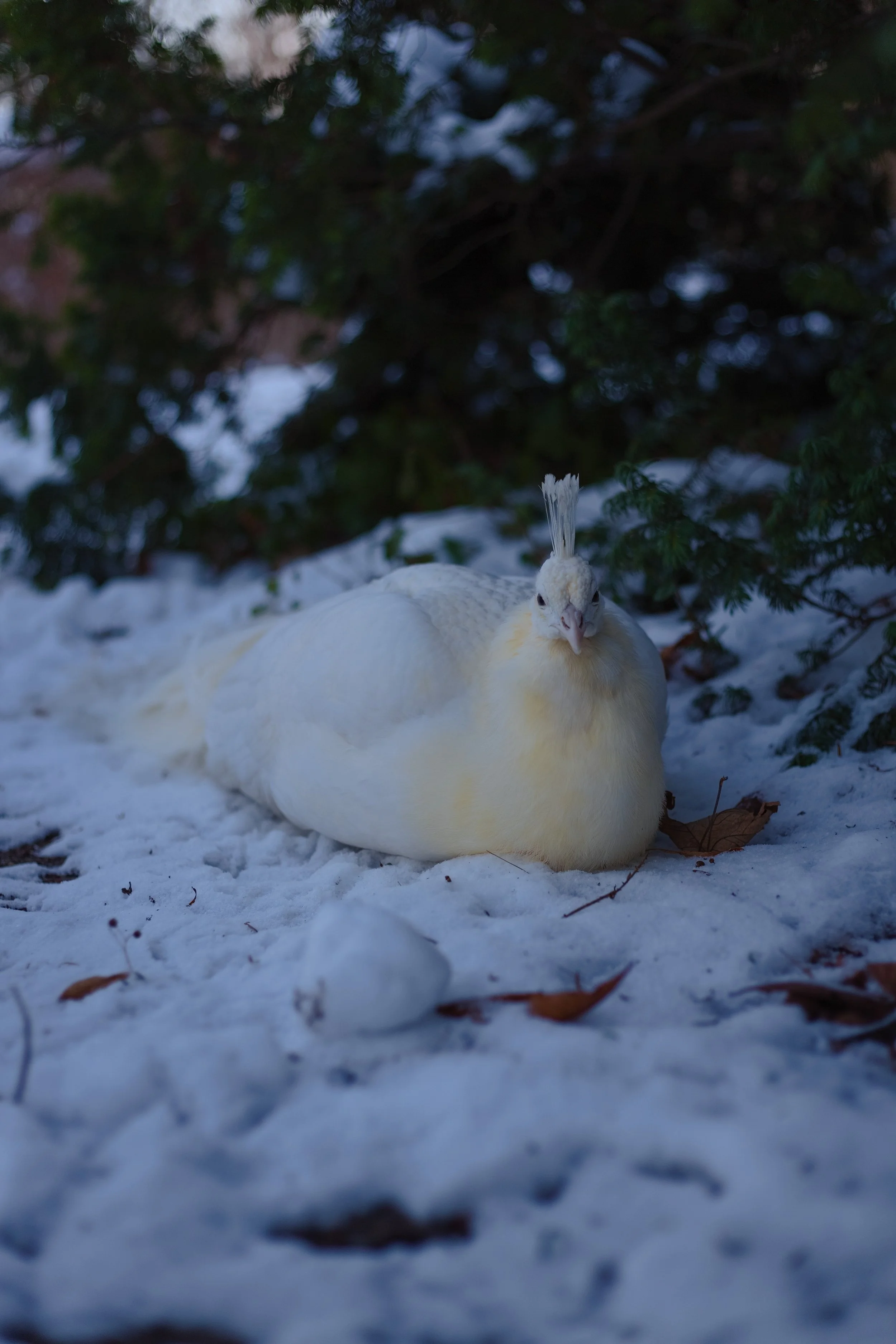 P-Leucistic Peacock.jpg