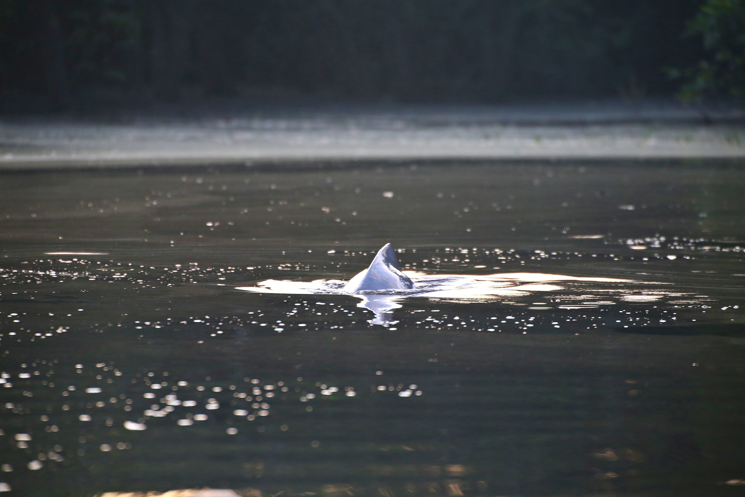 Amazon Dolphin Dorsal Fin.jpg