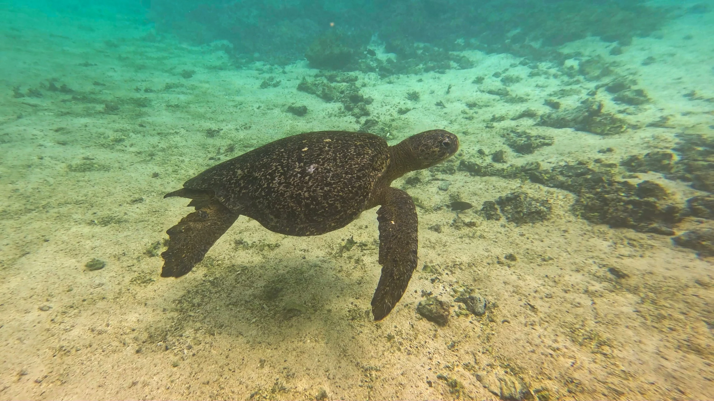 Turtle Adrift in the Tintoreras.jpg