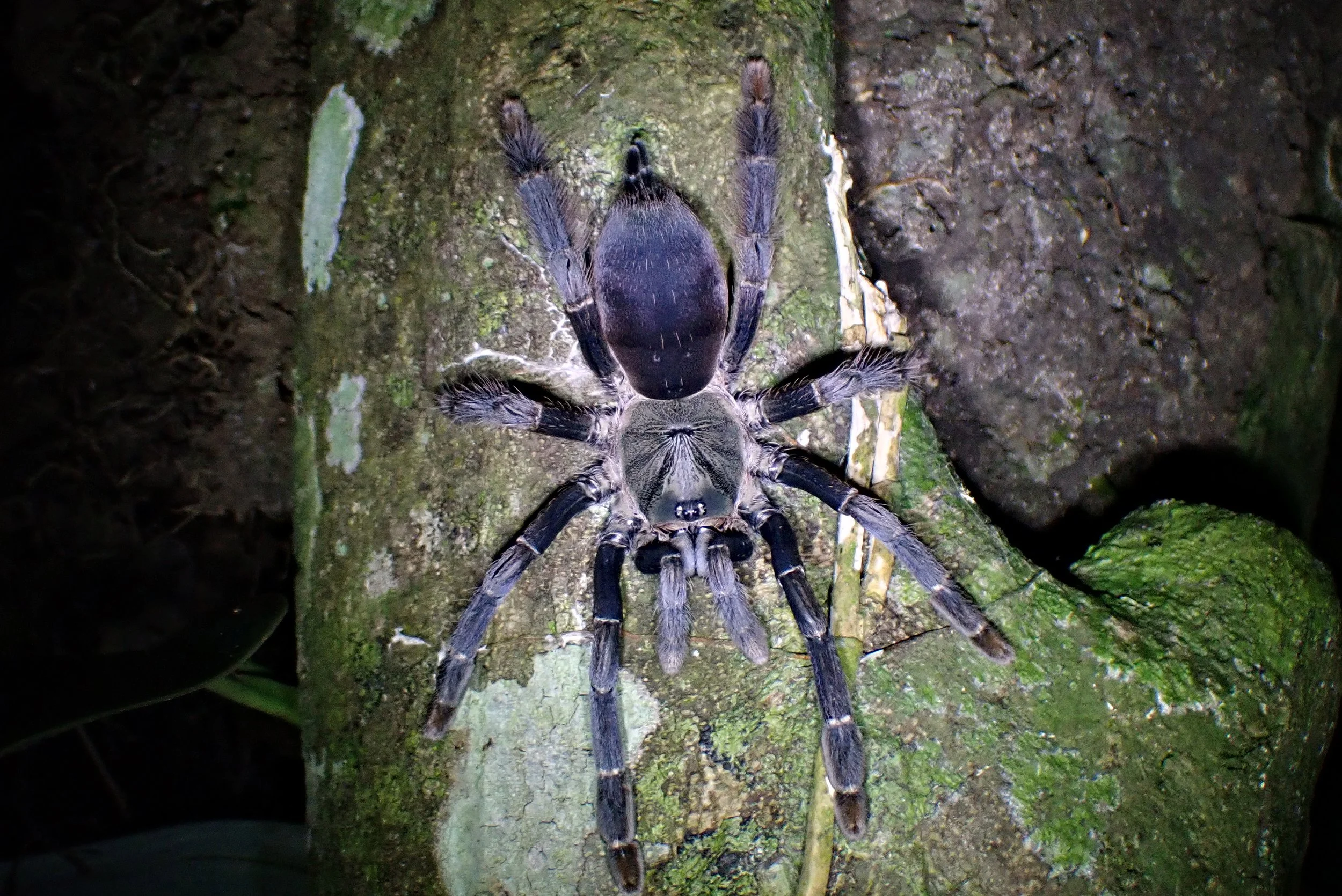 Tarantula.jpg