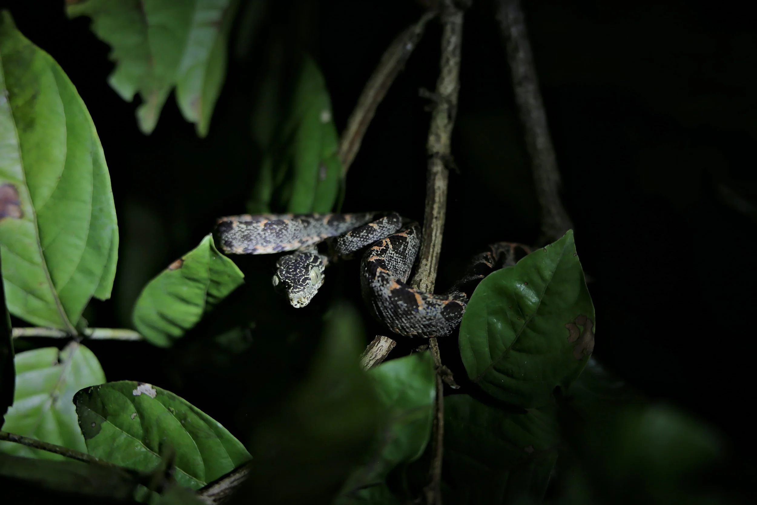 Baby Amazon Tree Boa.jpg