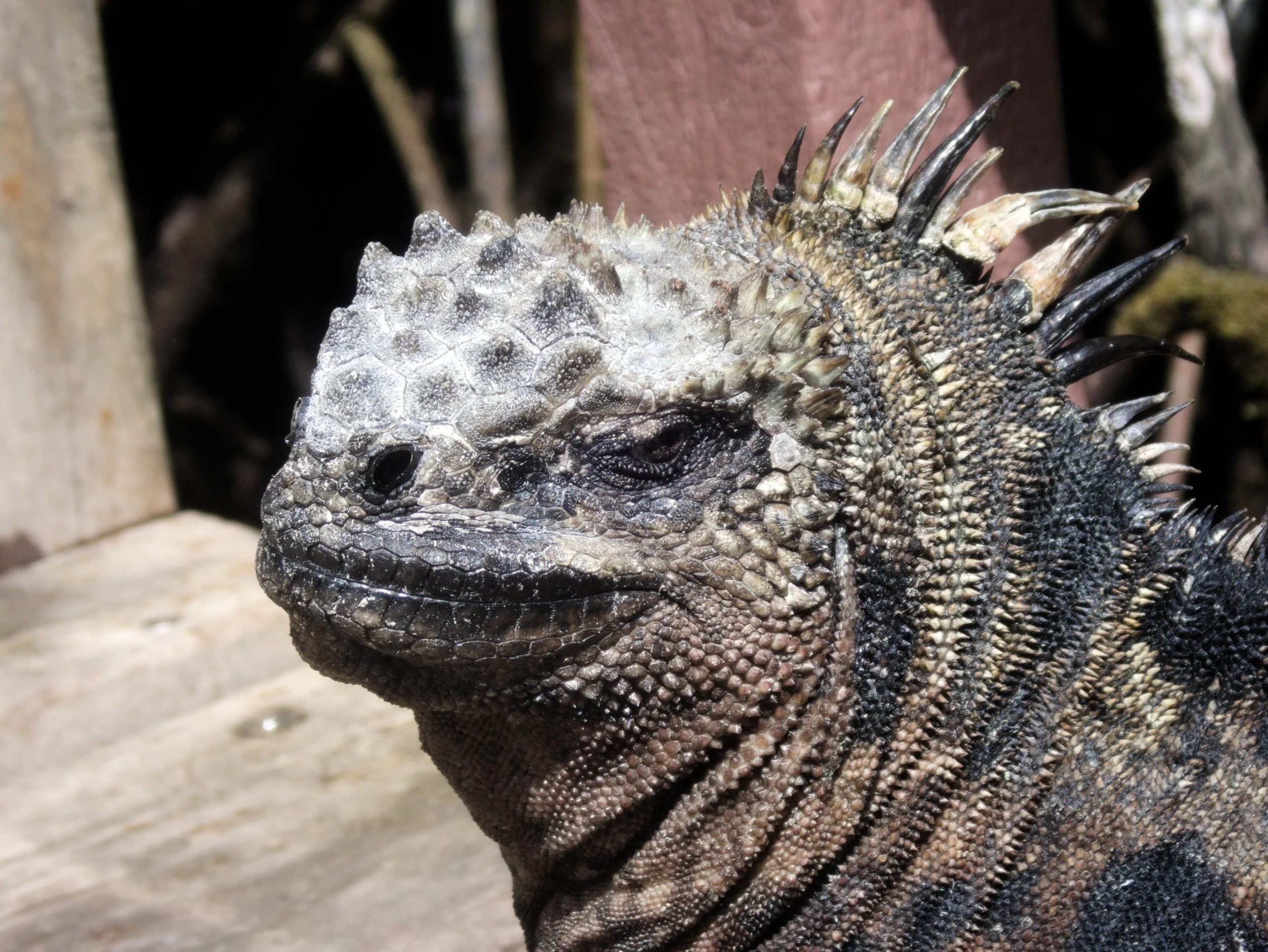 Iguana Headshot.jpg