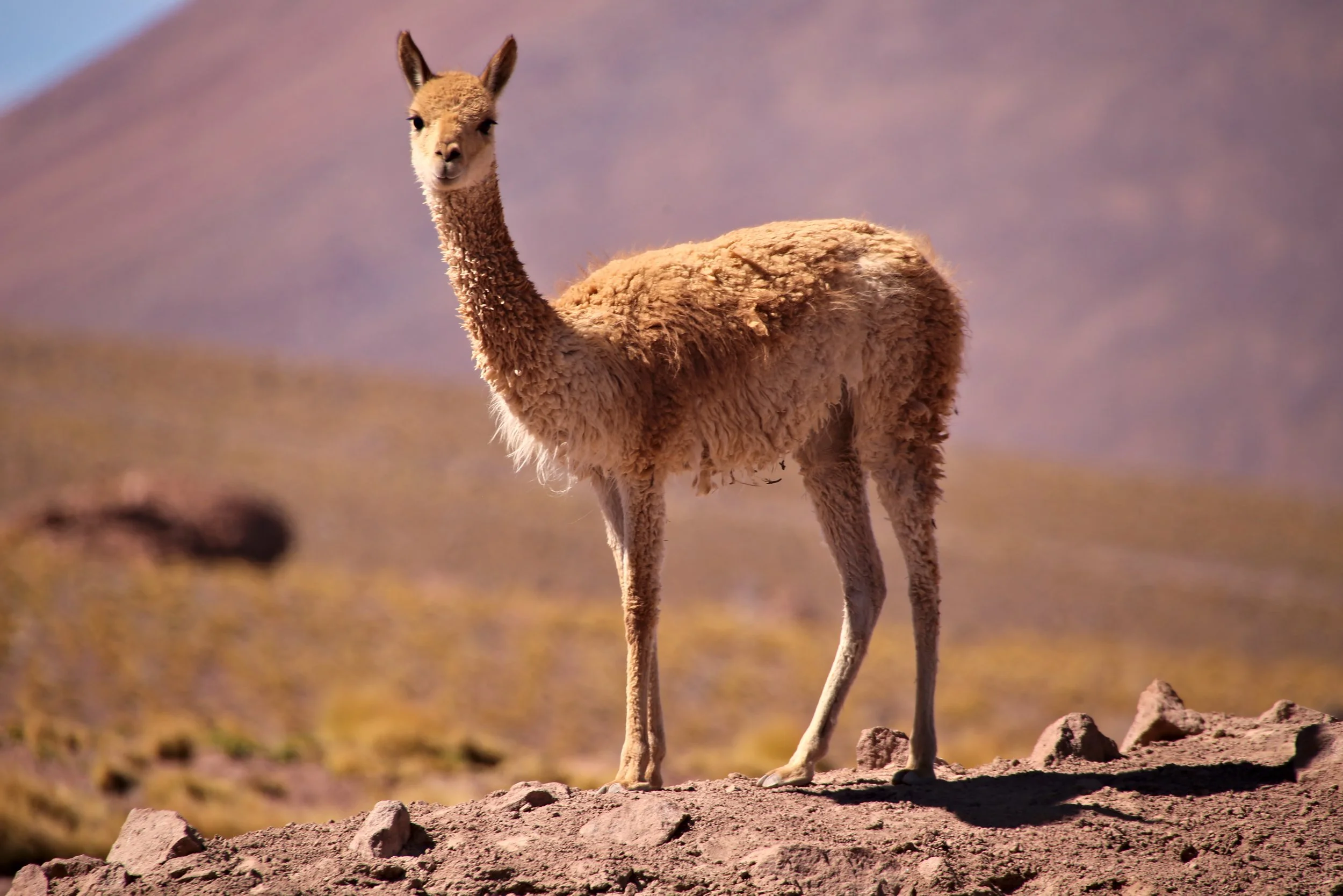 Vicuna.jpg