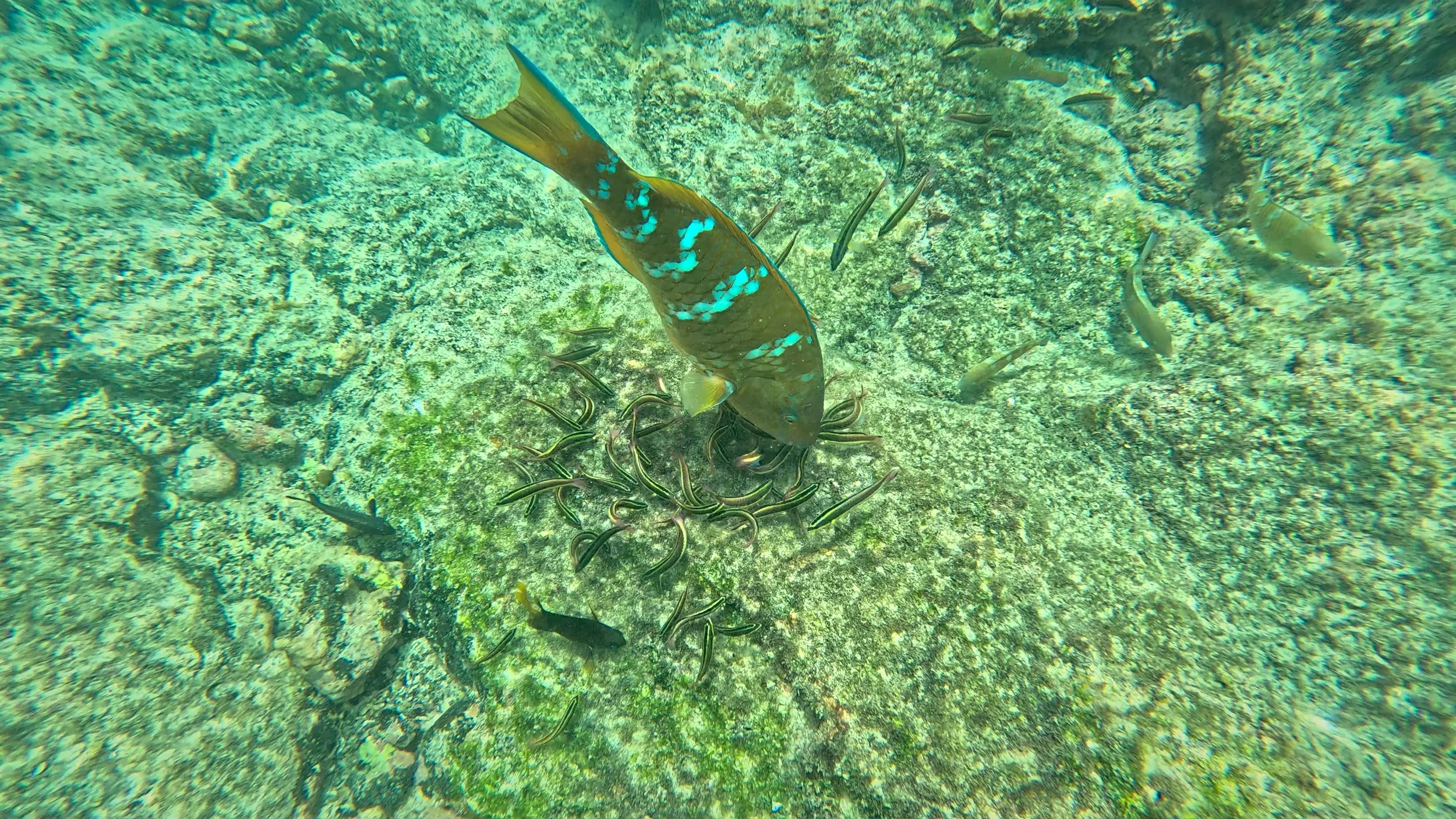 Parrotfish with Wrasses.jpg