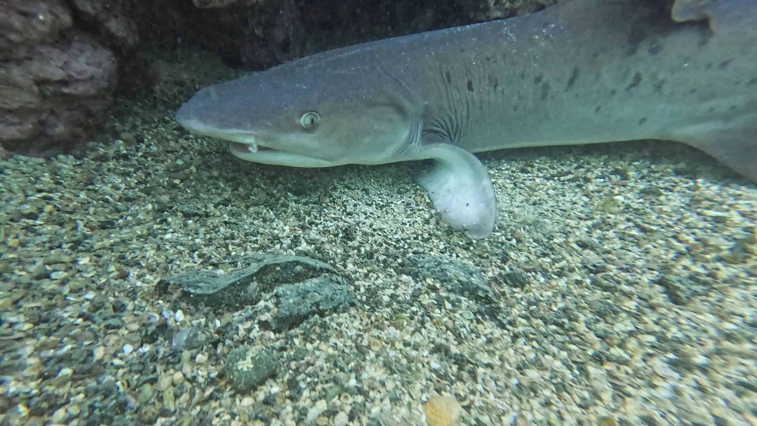 Whitetip.jpg