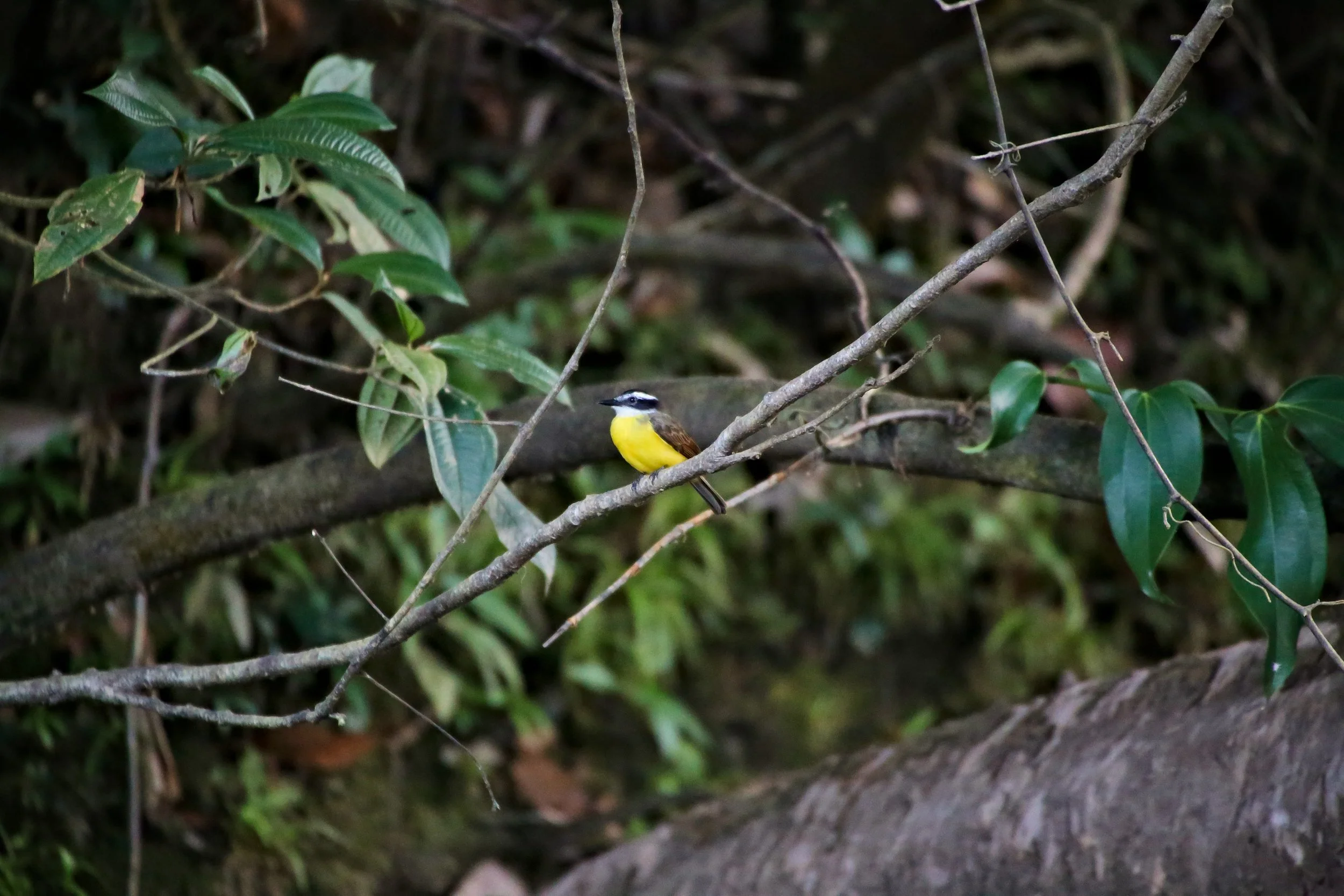 Golden-Bellied Flycatcher.jpg