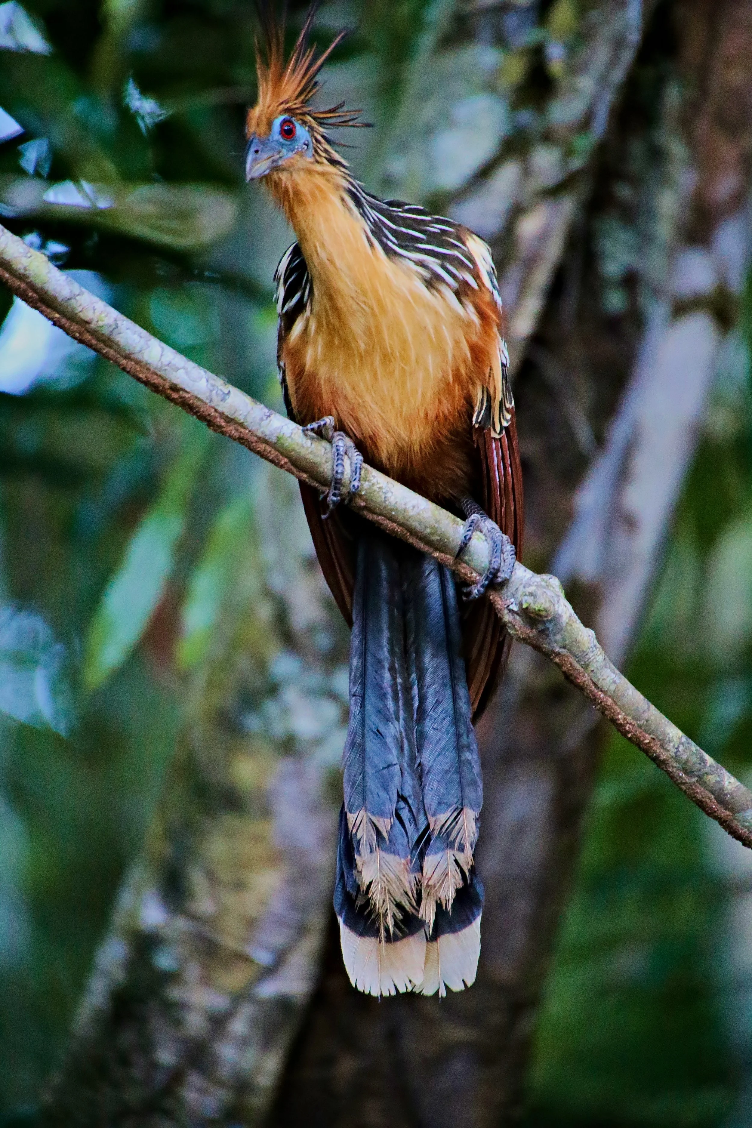 Hoatzin.jpg