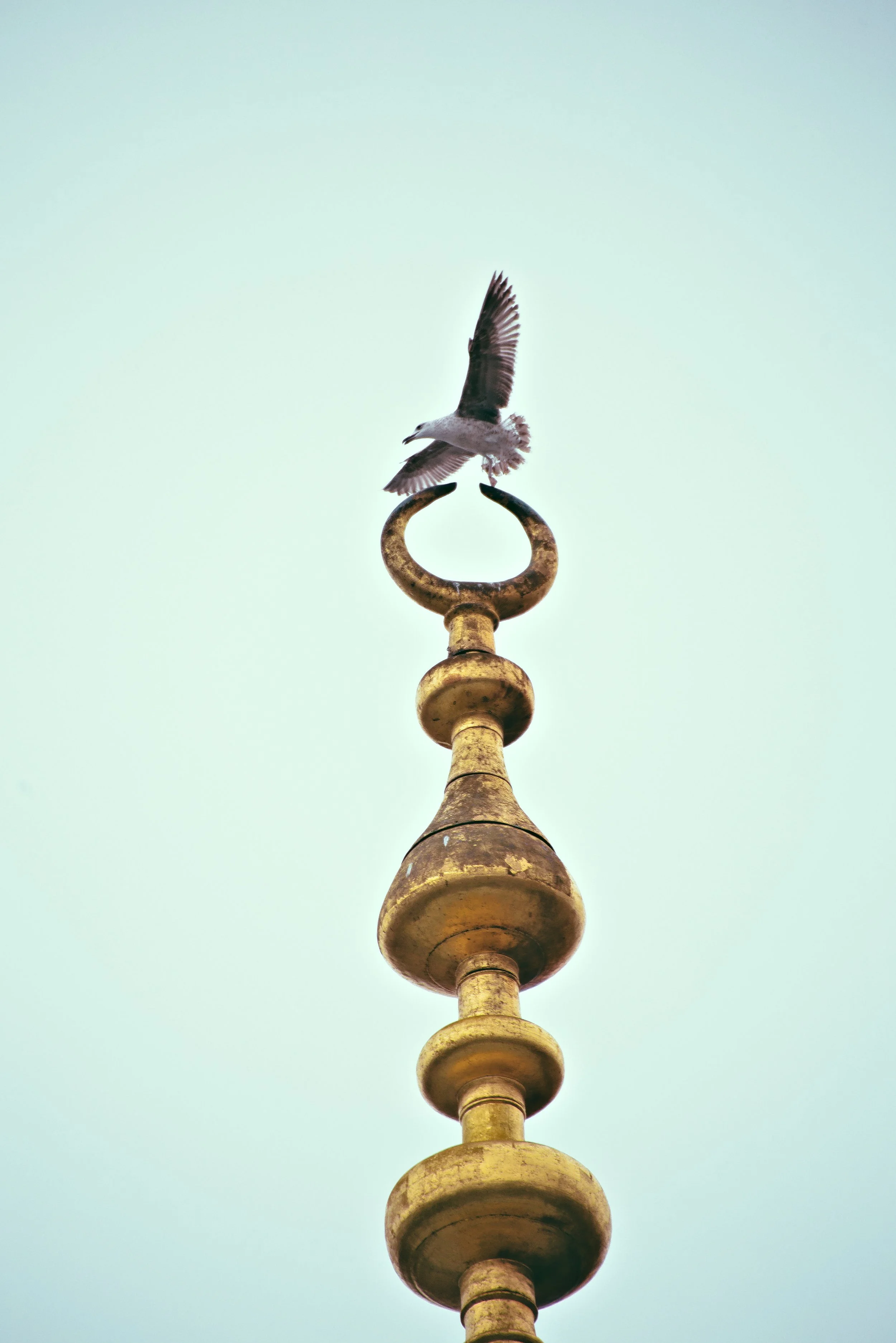 P-Mosque Seagull.jpg