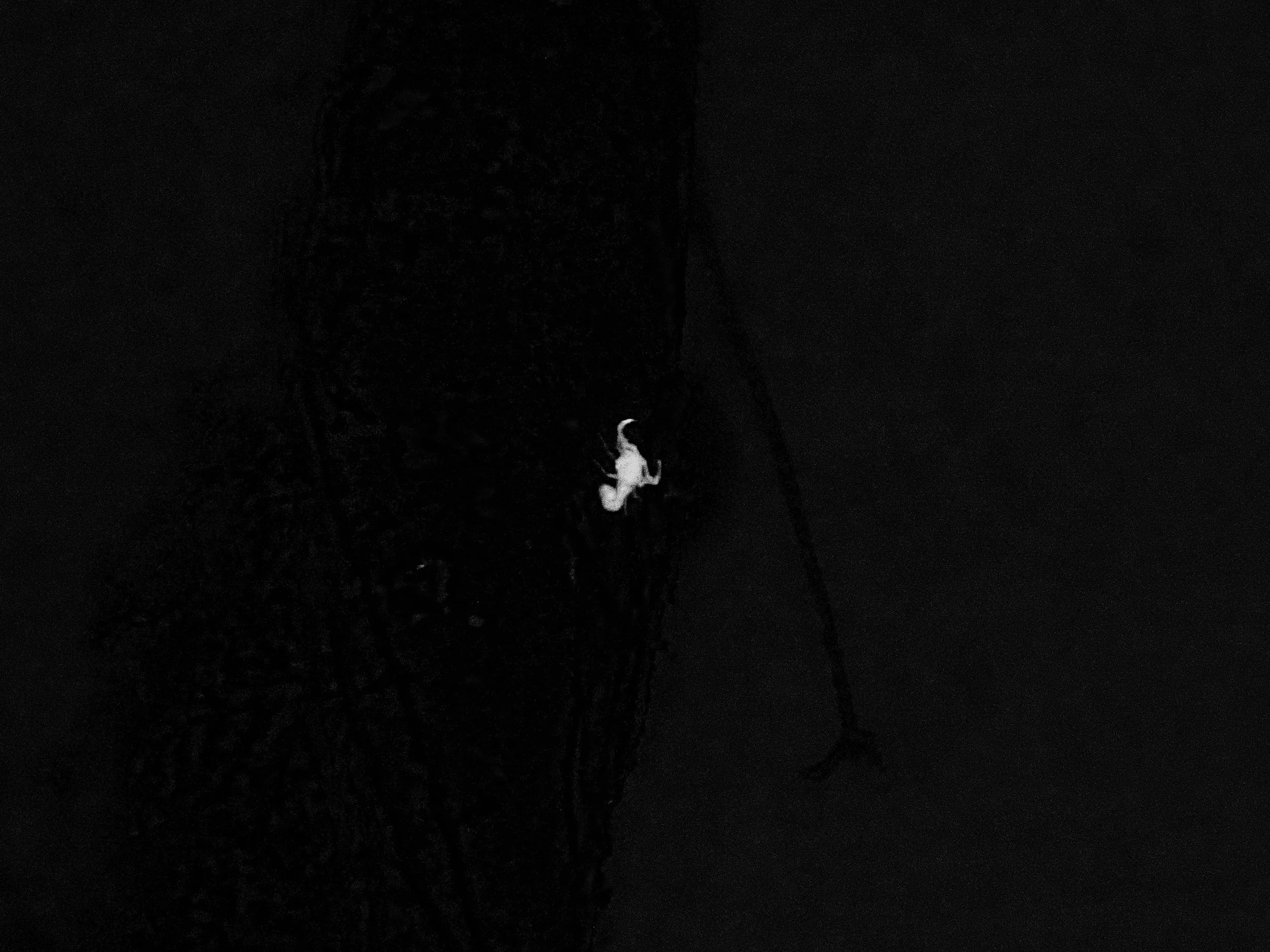 Scorpion Under Ultraviolet.jpg