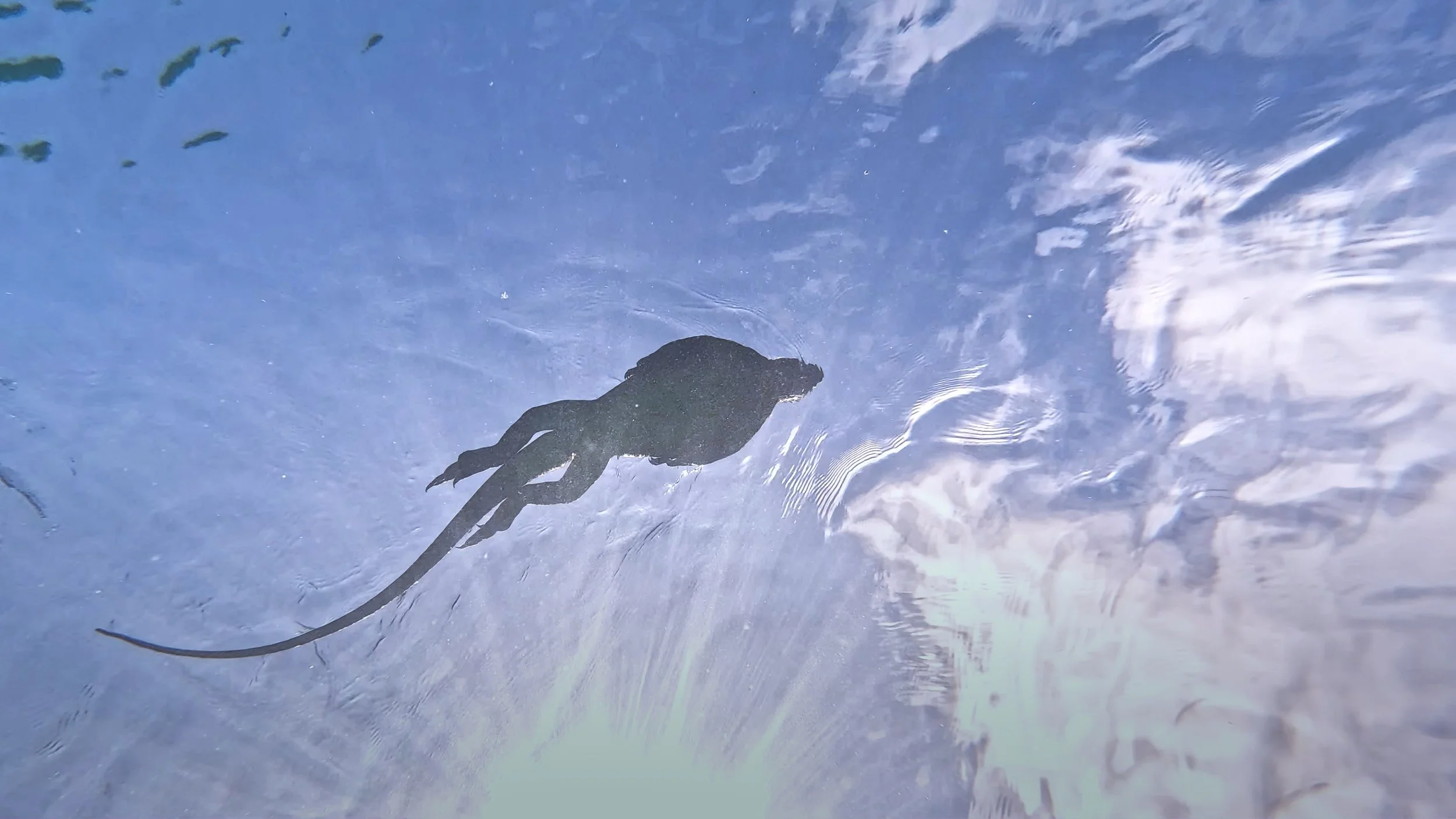 Iguana Silhouette.jpg
