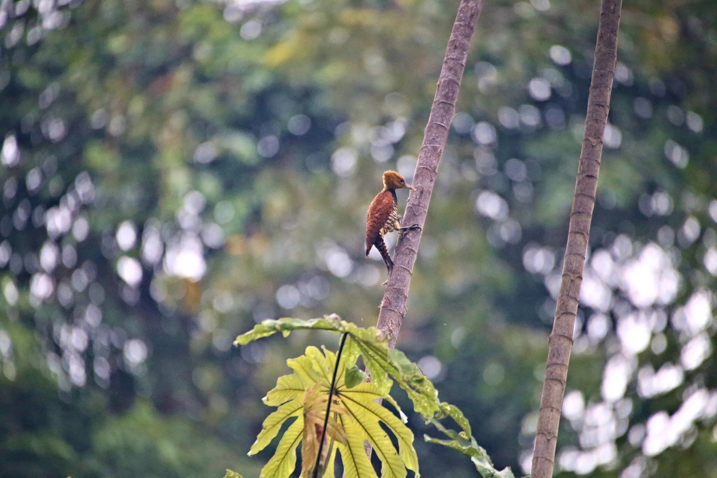 Cinnamon Woodpecker.jpg