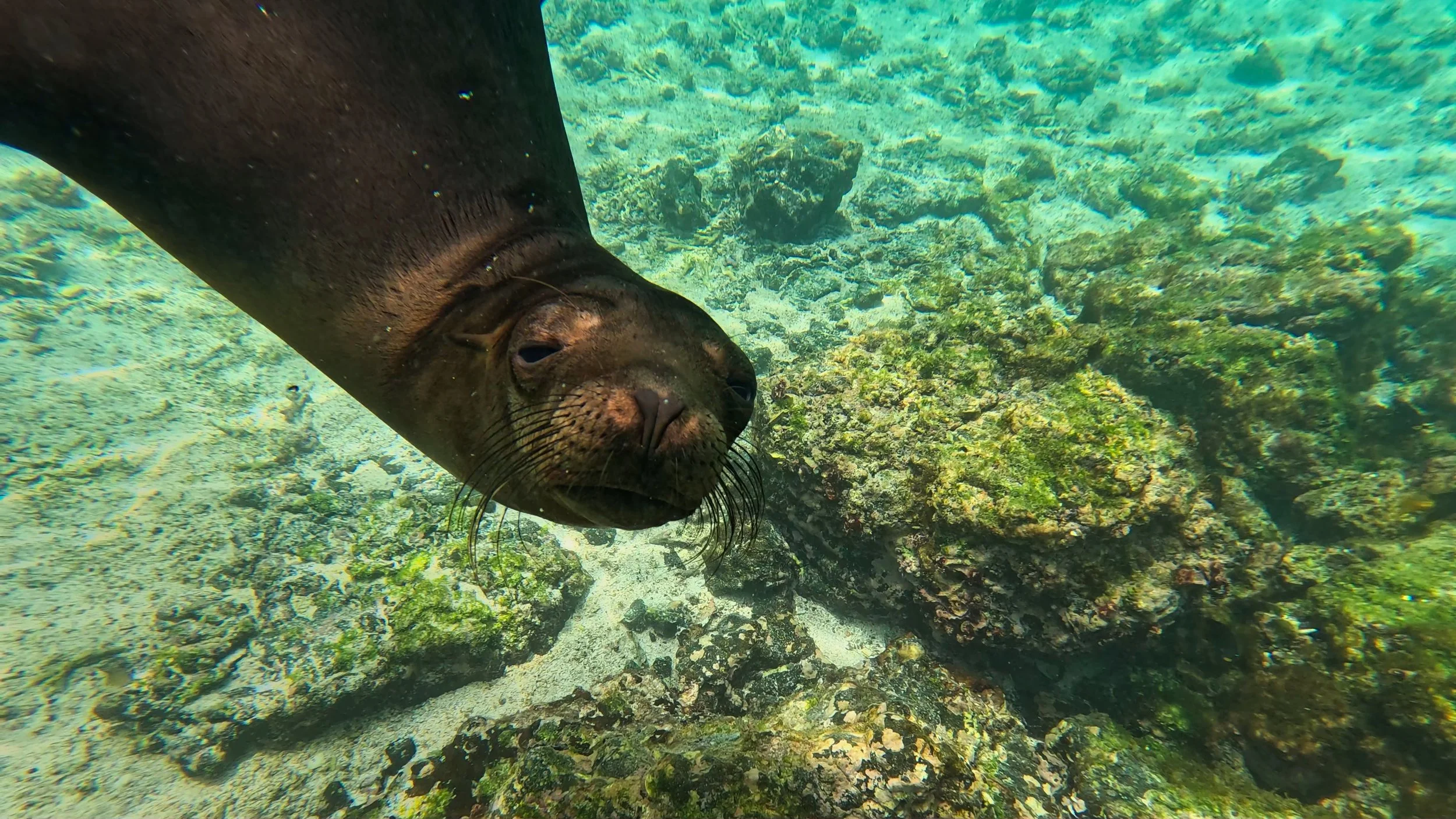 Sea Dog.jpg