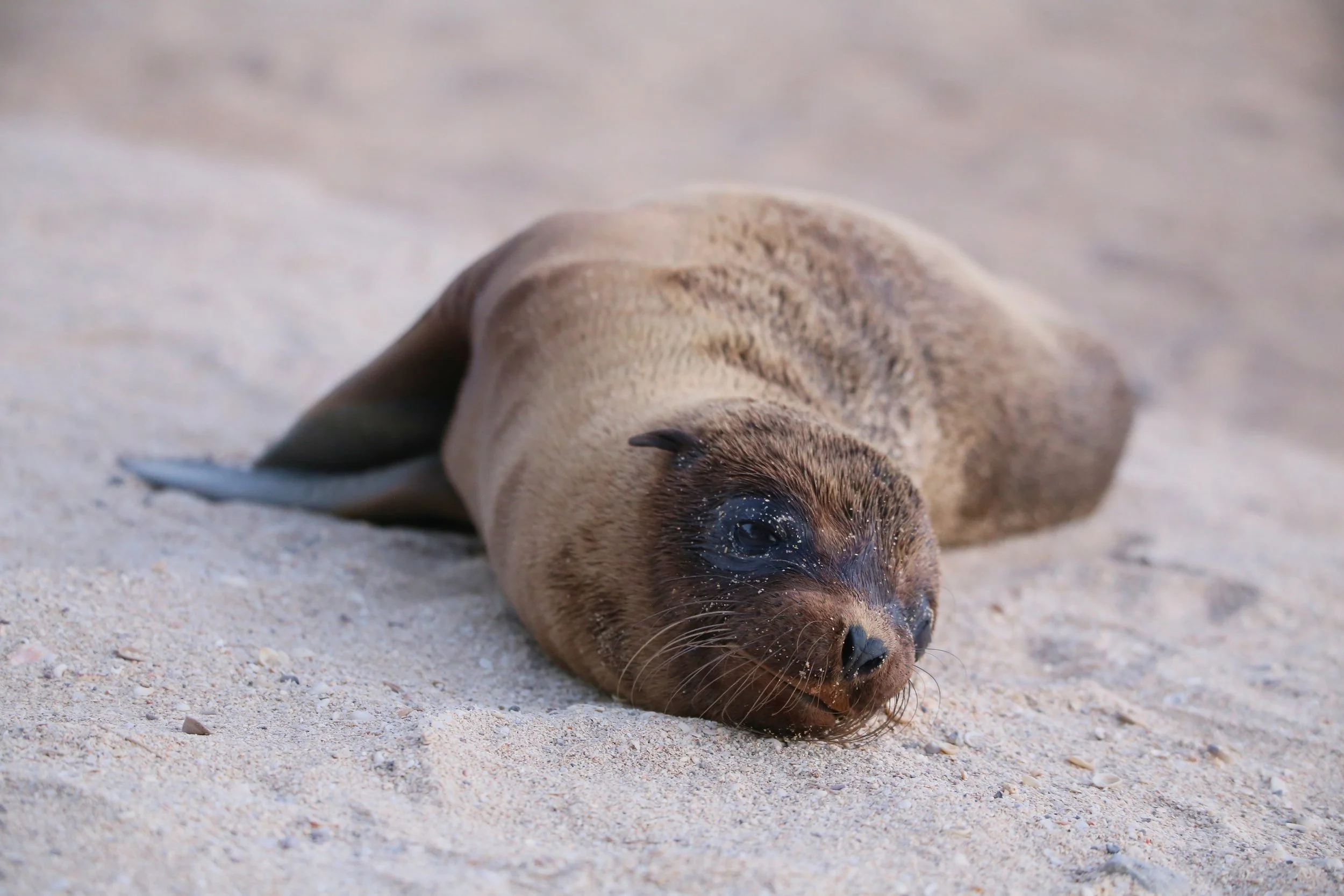 Galapagos Seal Lion Pup.jpg